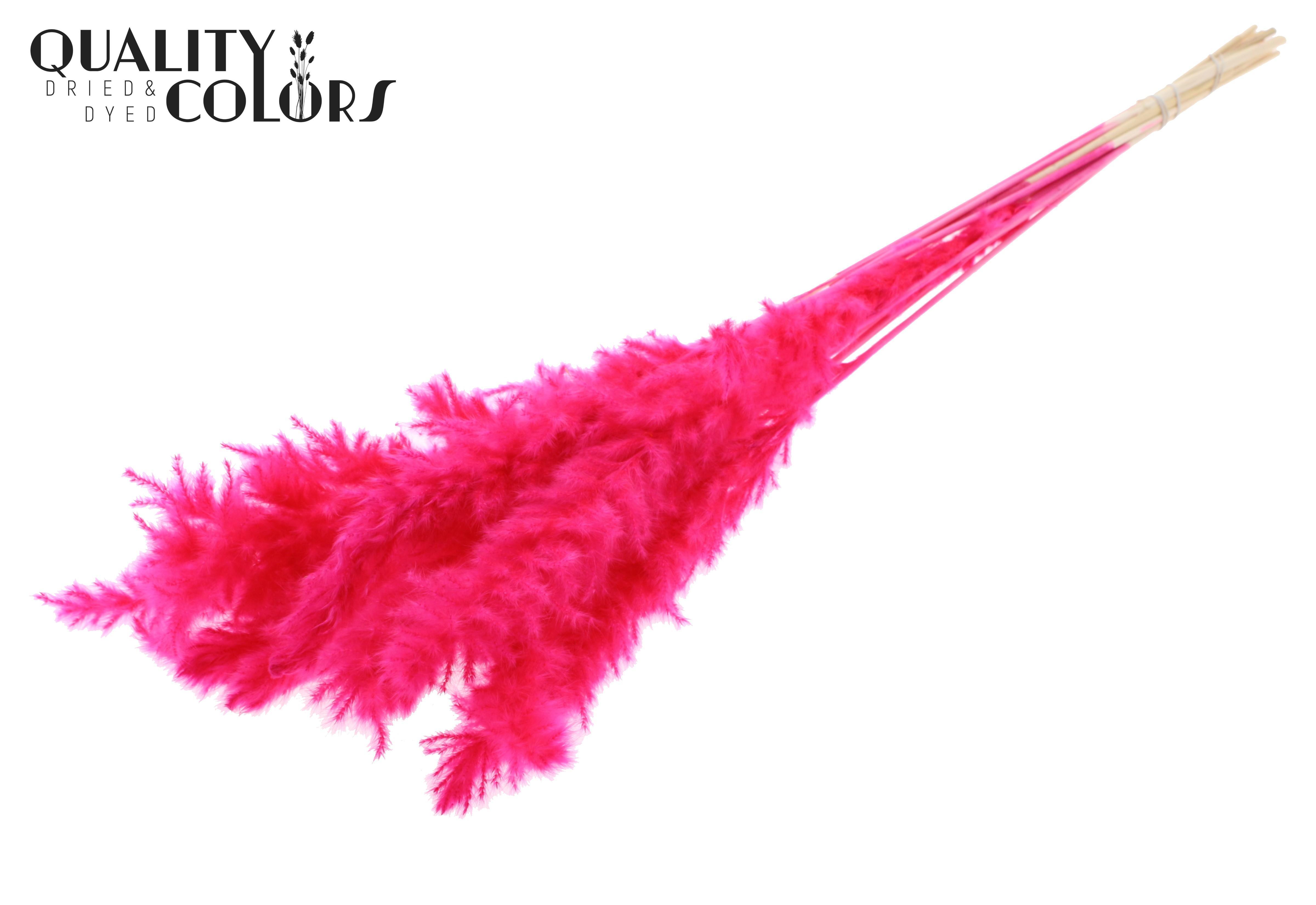 Fluffy Pampas Cerise Per Bunch 70cm