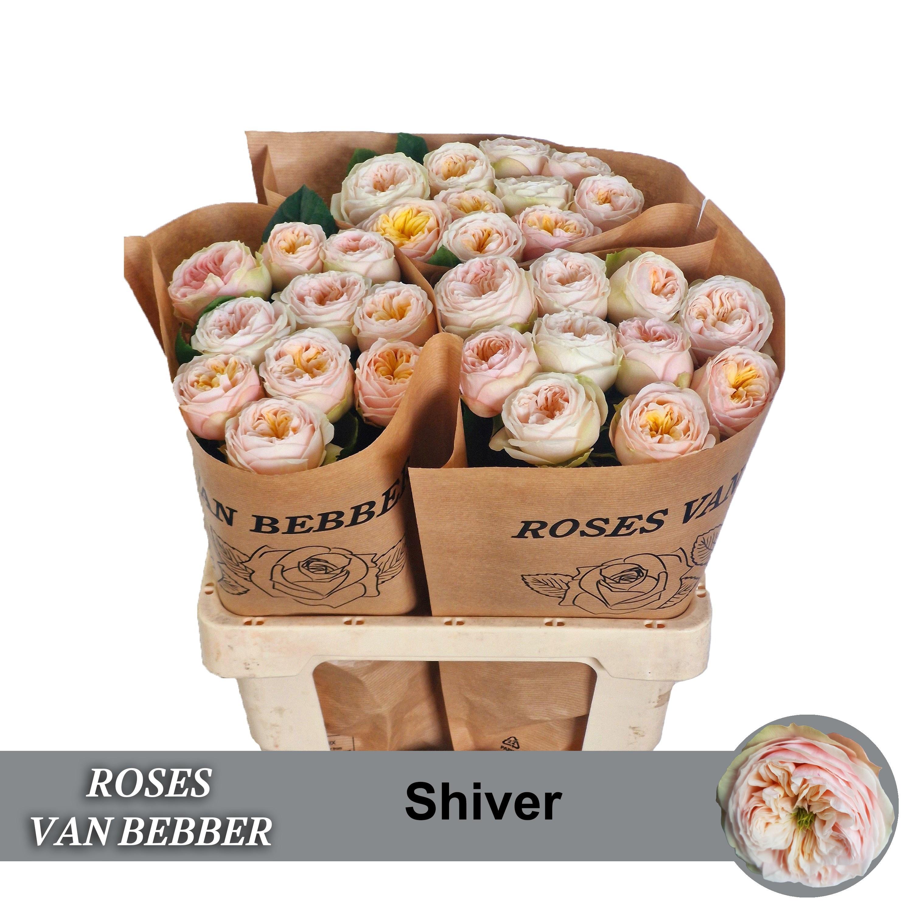 Rosa Garden Shiver 60cm