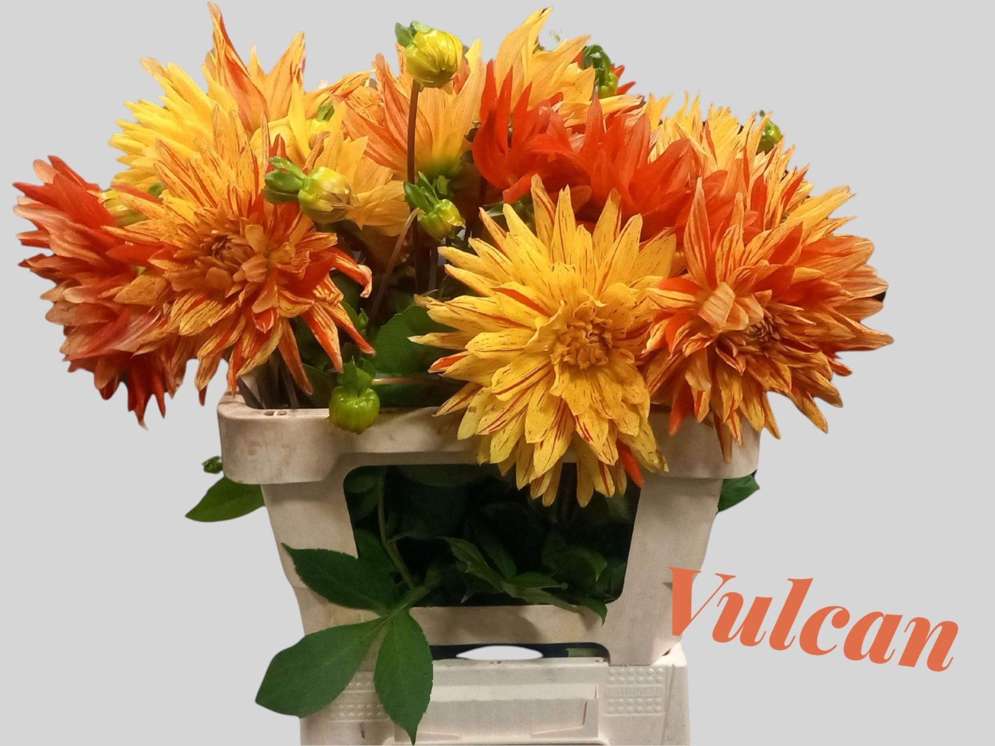 Dahlia Vulcan 55cm