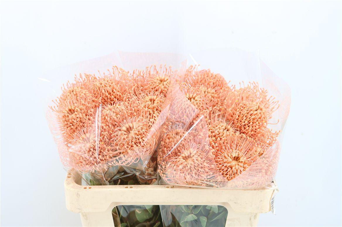 Leuco Klbh Apricot