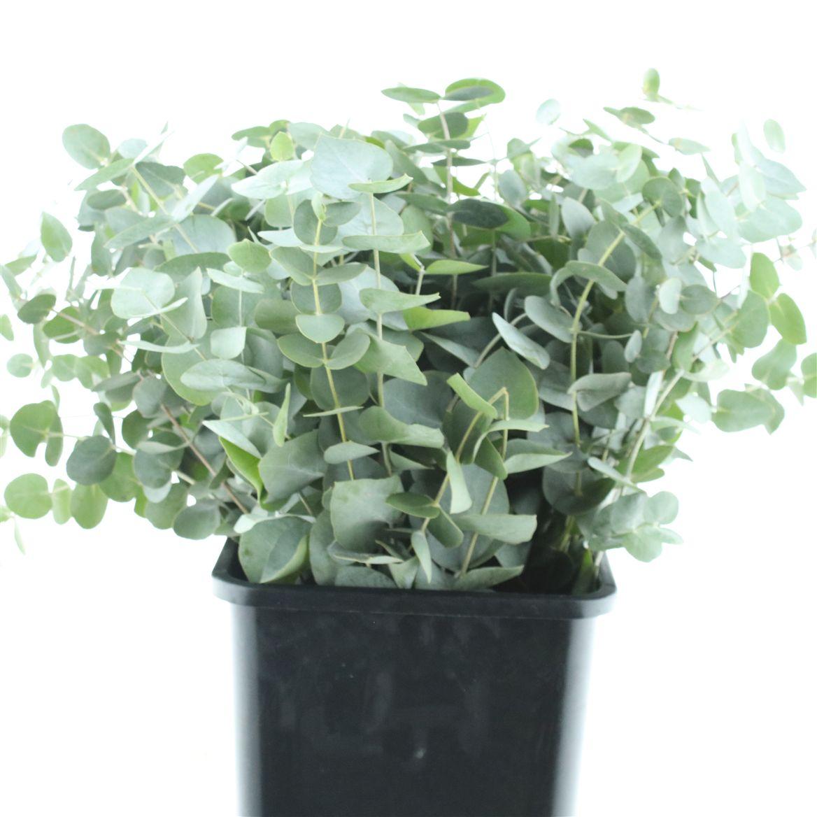 Euca Cinerea P Stem (10 Stems Per Bunch)