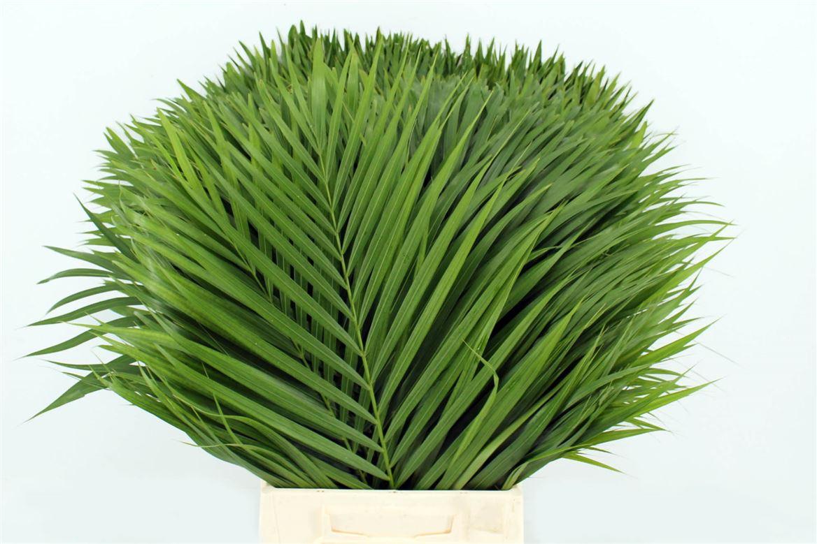 Chrysalidocarpus Lutescens