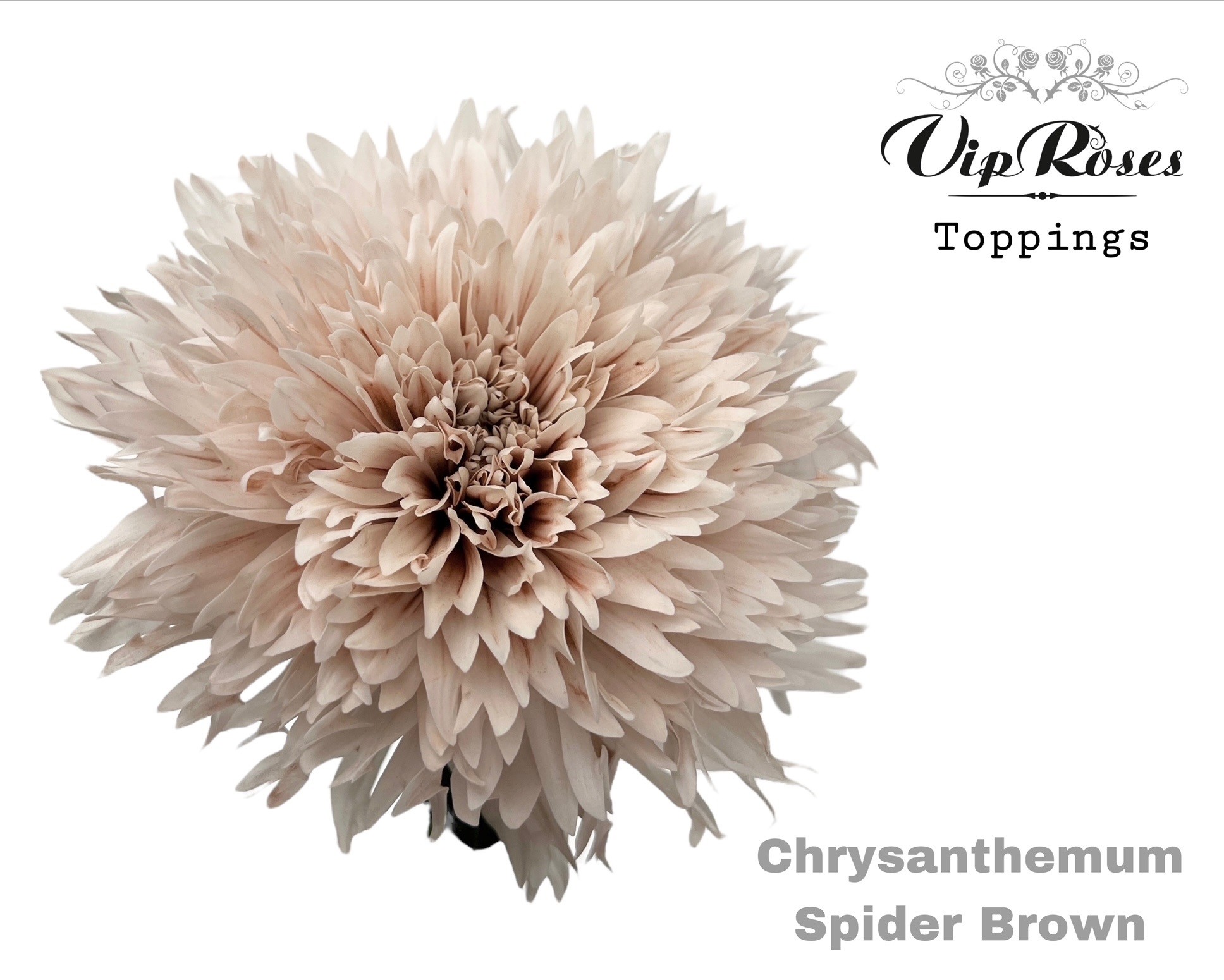 Chr G Spider Brown 70 cm