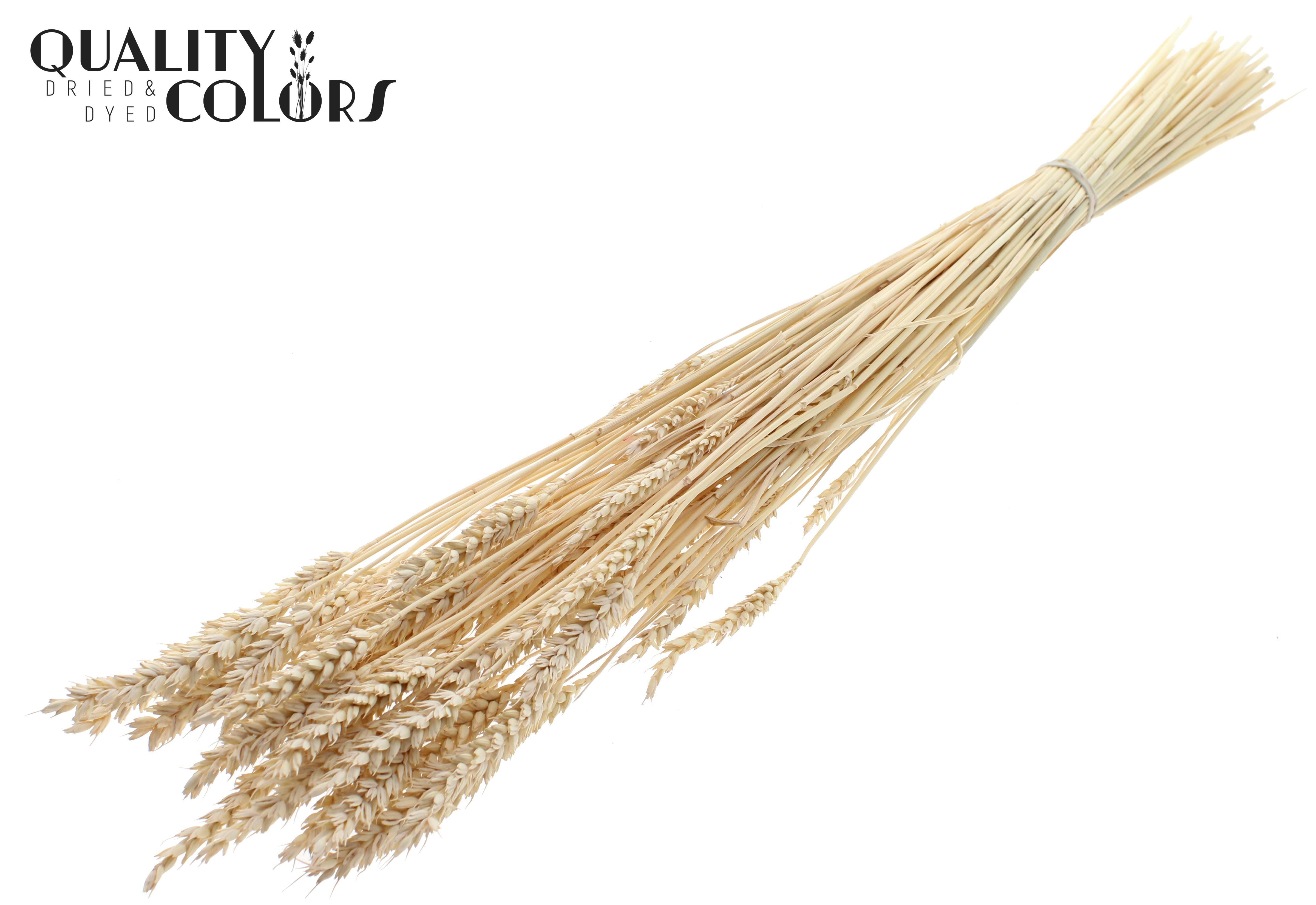 Triticum Intense Frosted White Per Bunch 60cm