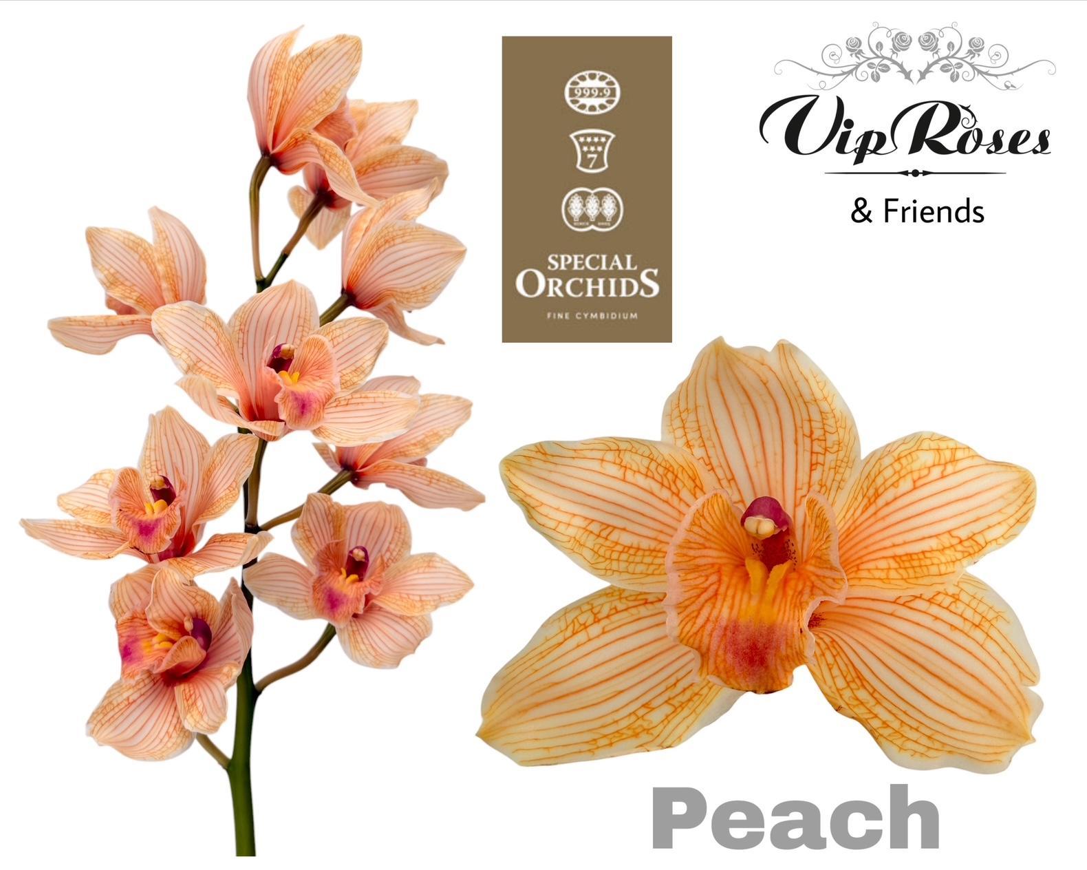 Cymbidium Painted Peach 80cm
