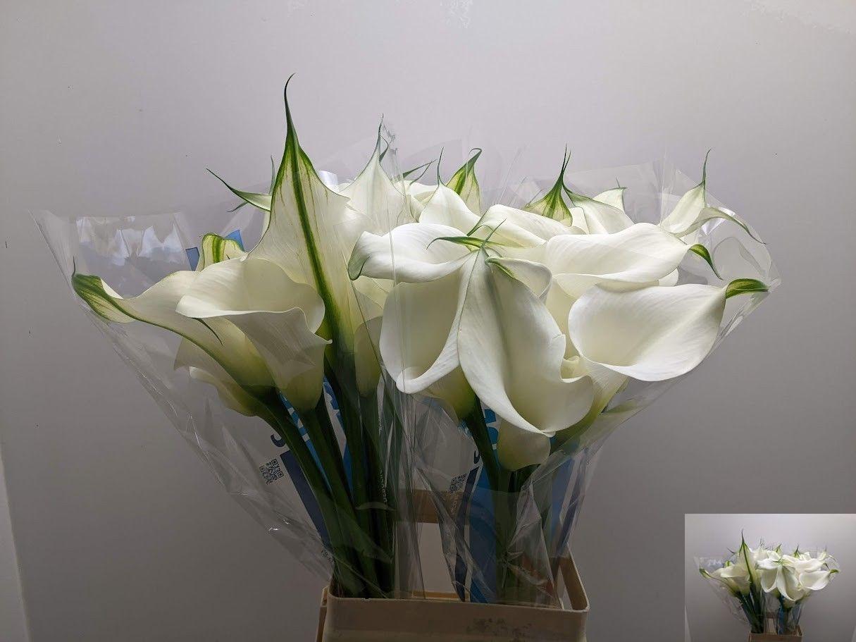 Zantedeschia Captain Ventura 70cm