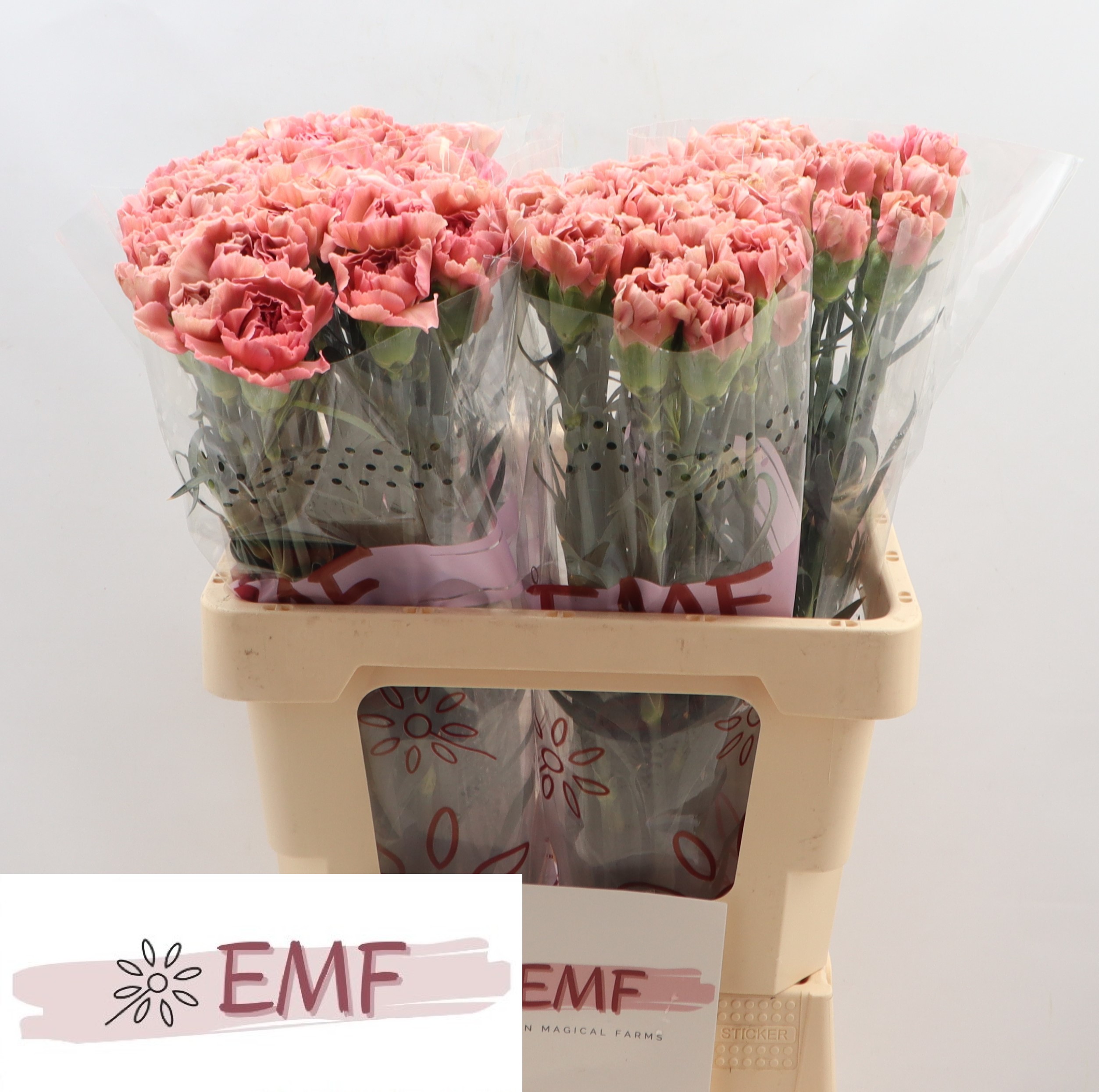 Dianthus Single Lady Dayana 60cm