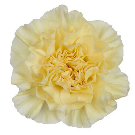 Di St Cream Polimnia 55
