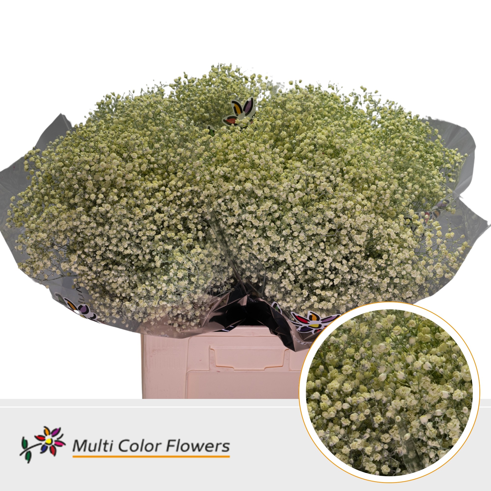 Gypsophila Painted Xlence Cream 70cm