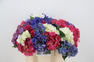 Hydrangea HYDRANGEA MIX | Gardenline