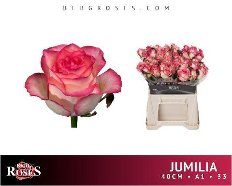 Rosa Jumilia 40cm