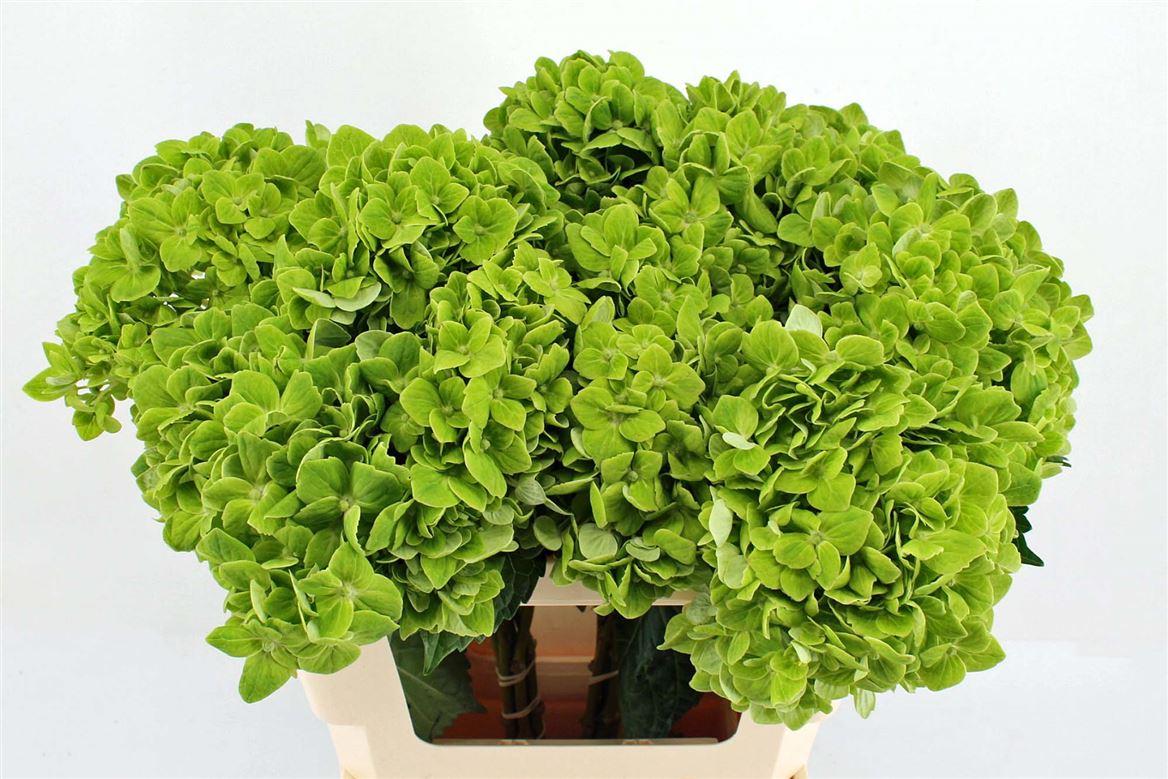 Hydr M Clover 60cm