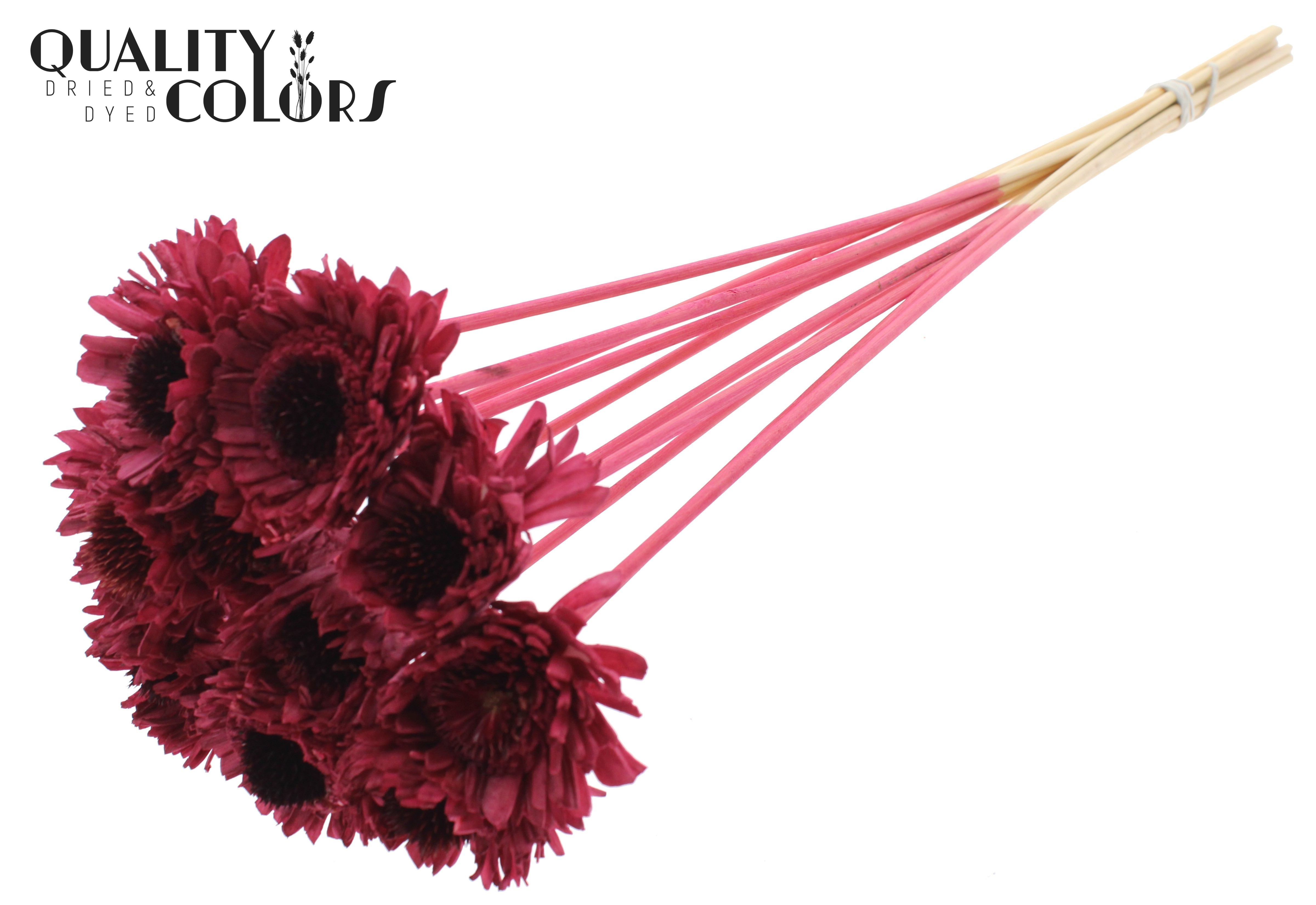 Shola Daisy Sunflower Burgundy 50cm