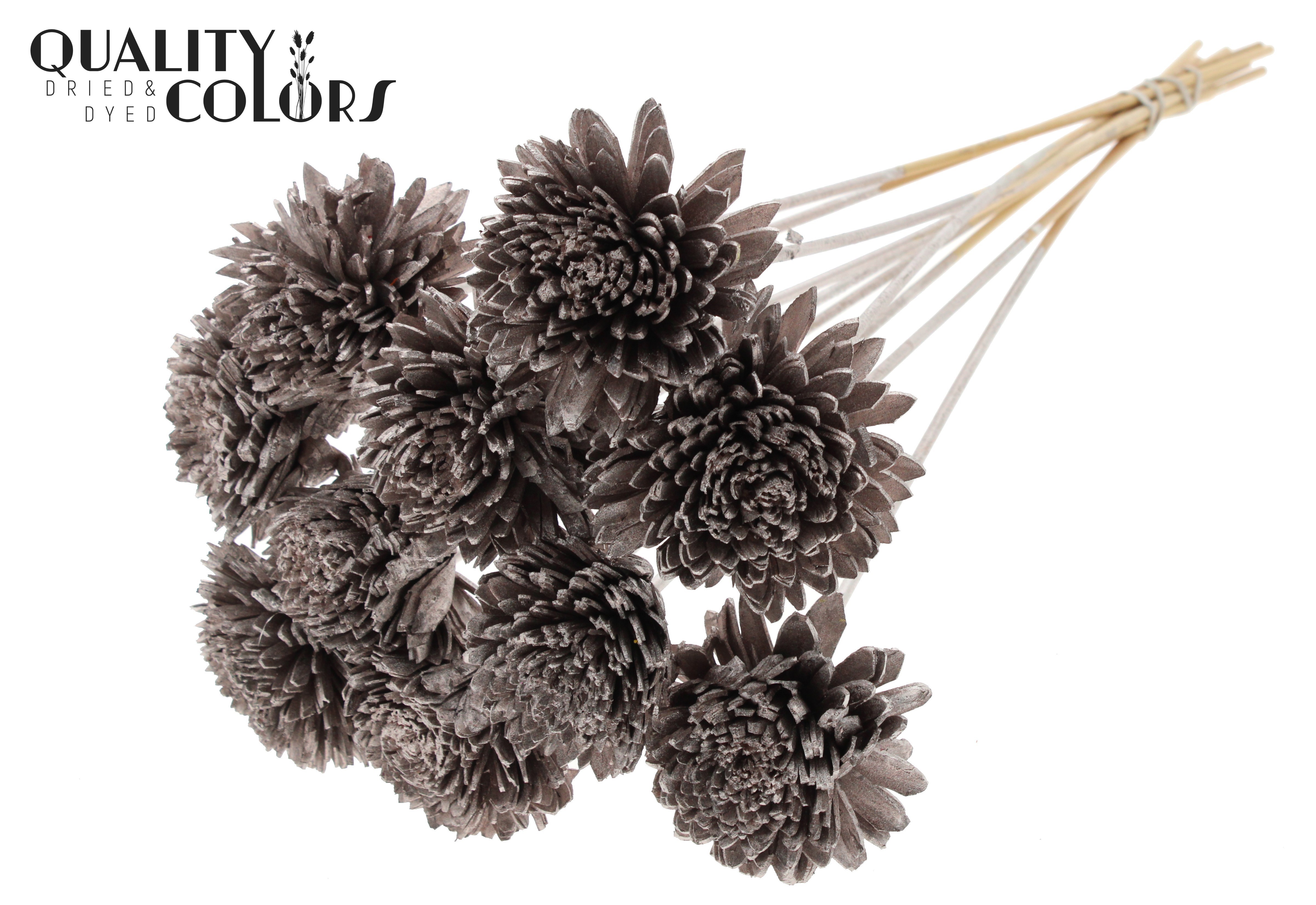 Shola Zinia Champagne 50cm