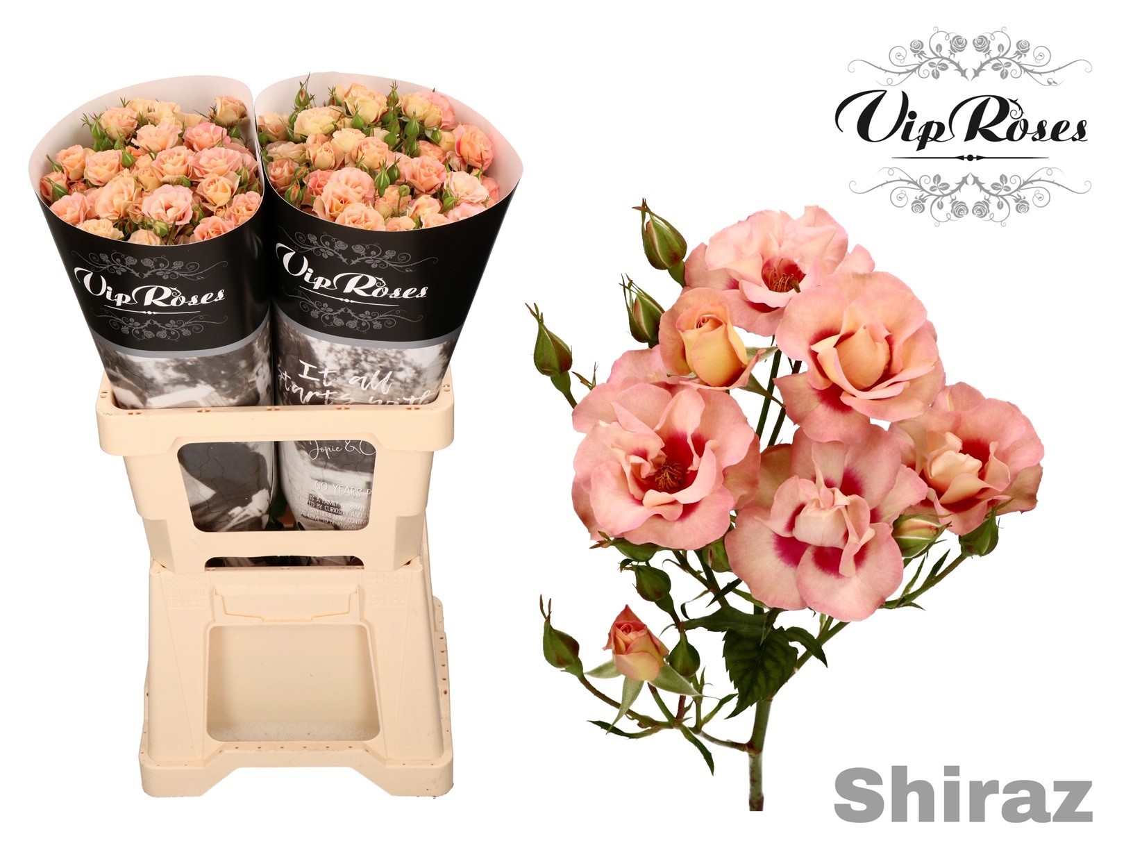 R Tr Shiraz! 60 cm