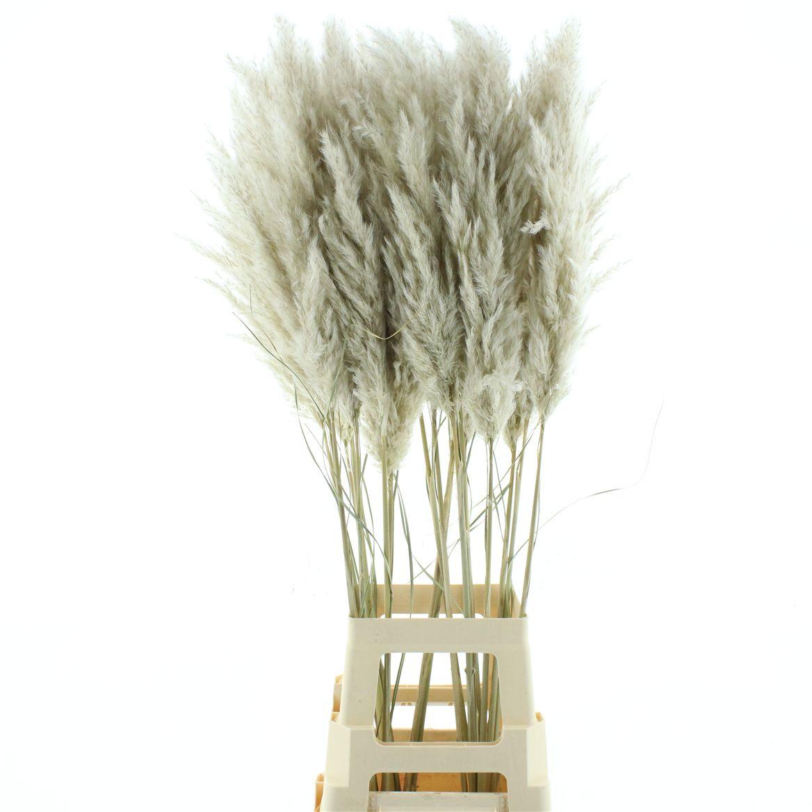 Corta Dried Evita Super Fluffy N L