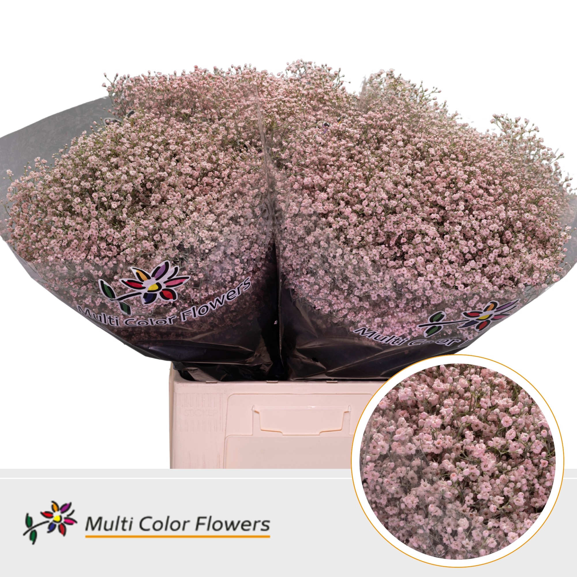 Gypsophila Painted Million Star Light Pink 70cm