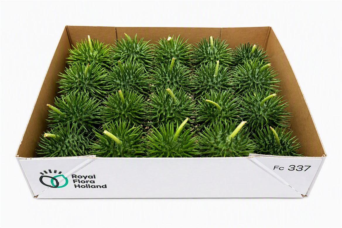 Sier Cucumis Egel Xl Holl X20
