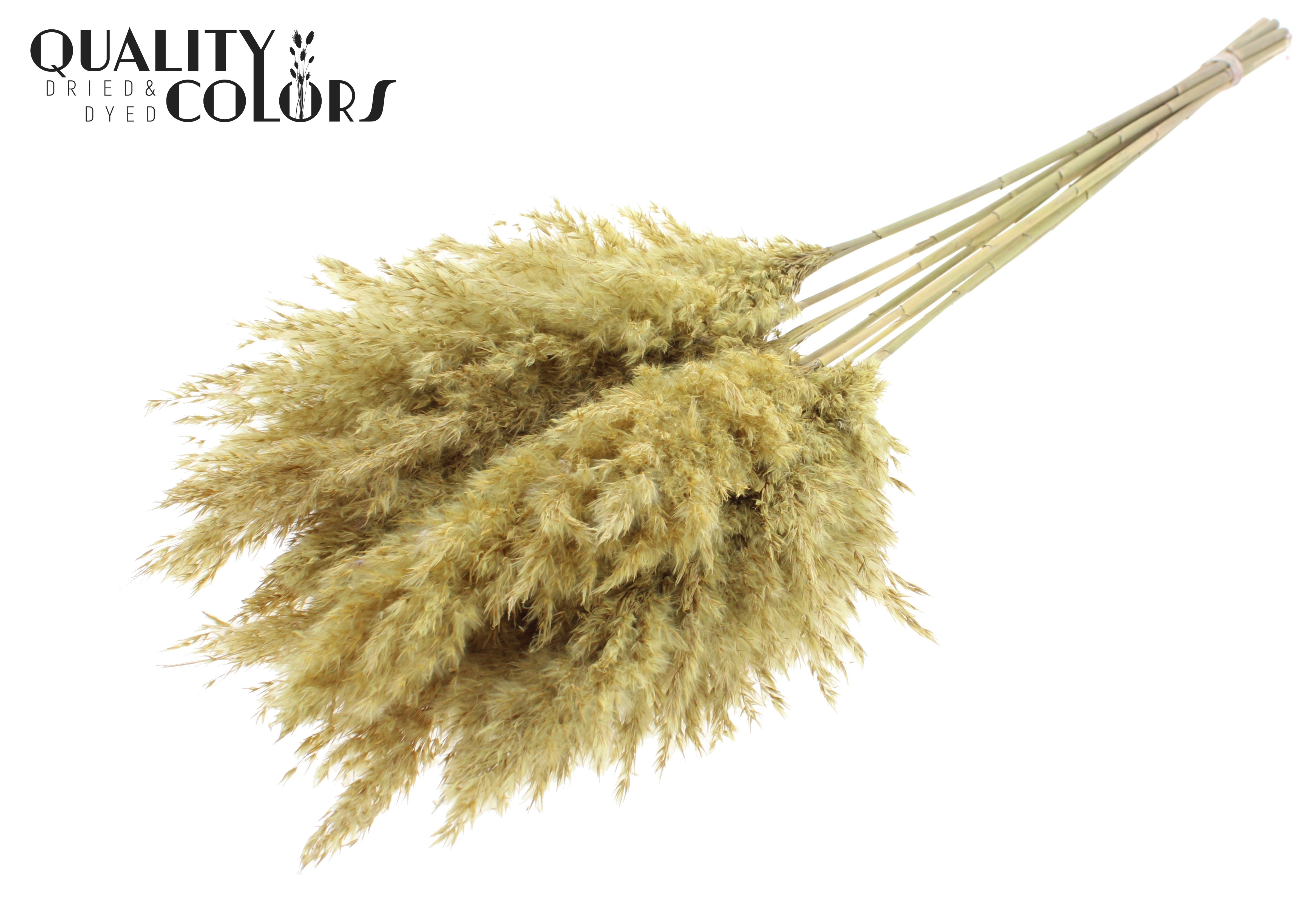 Pampas Grass Frosted Yellow Per Bunch 70cm