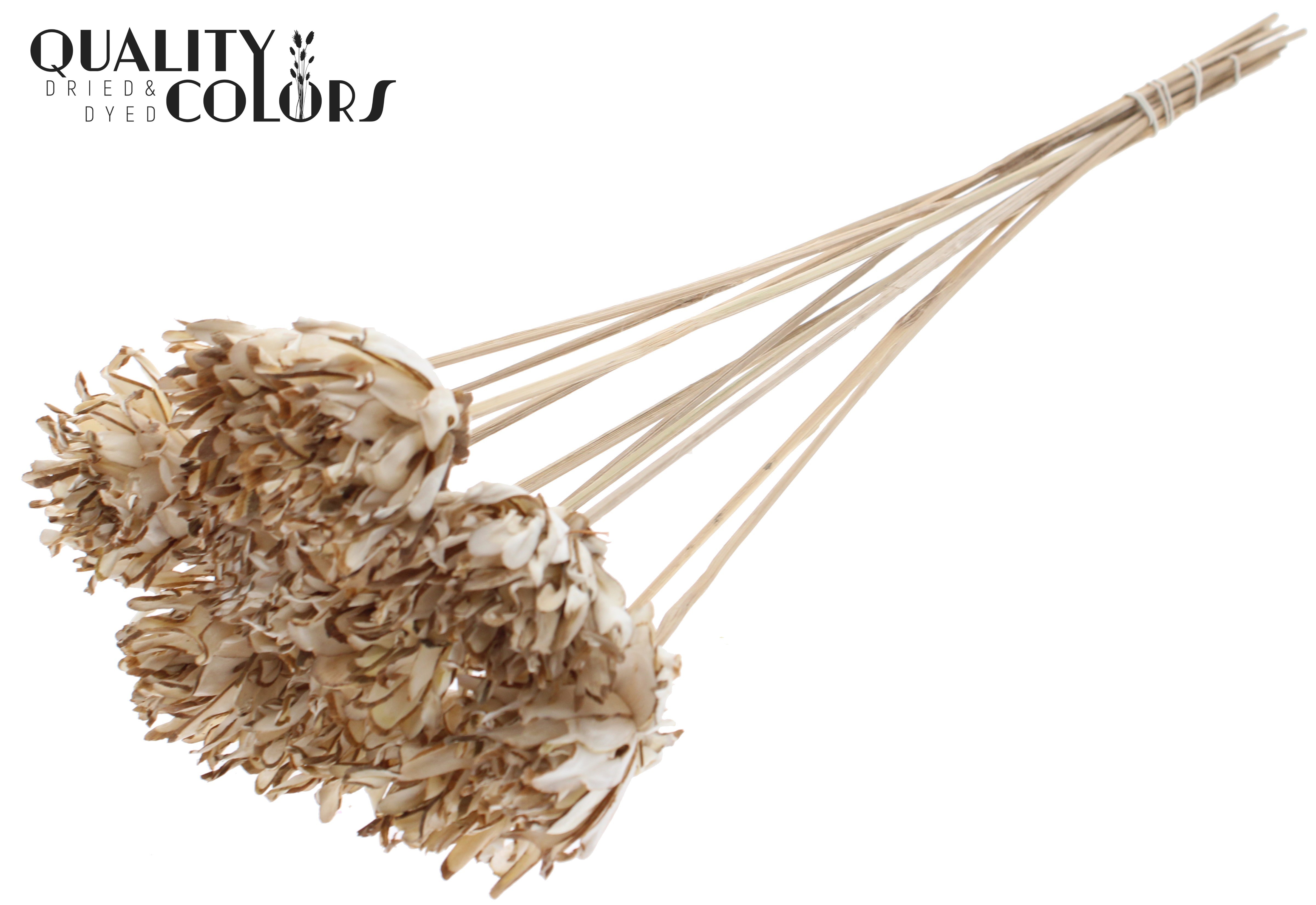 Shola Slice Pine Natural 50cm