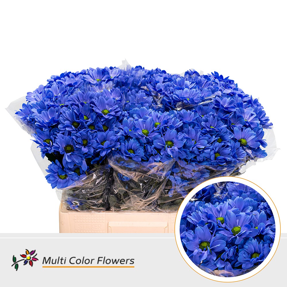 Chrysanth Spray Painted Bacardi Dark Blue 60cm