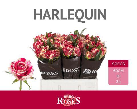 Rosa Harlequin 60cm