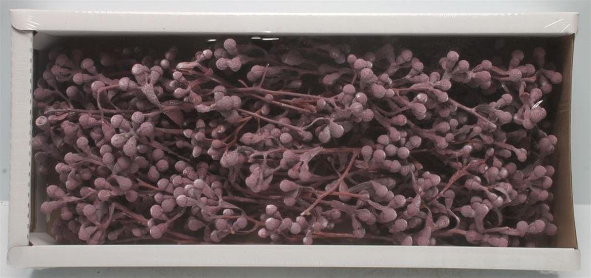 Mushroom Gum Branch Erika Frosted (50 St )