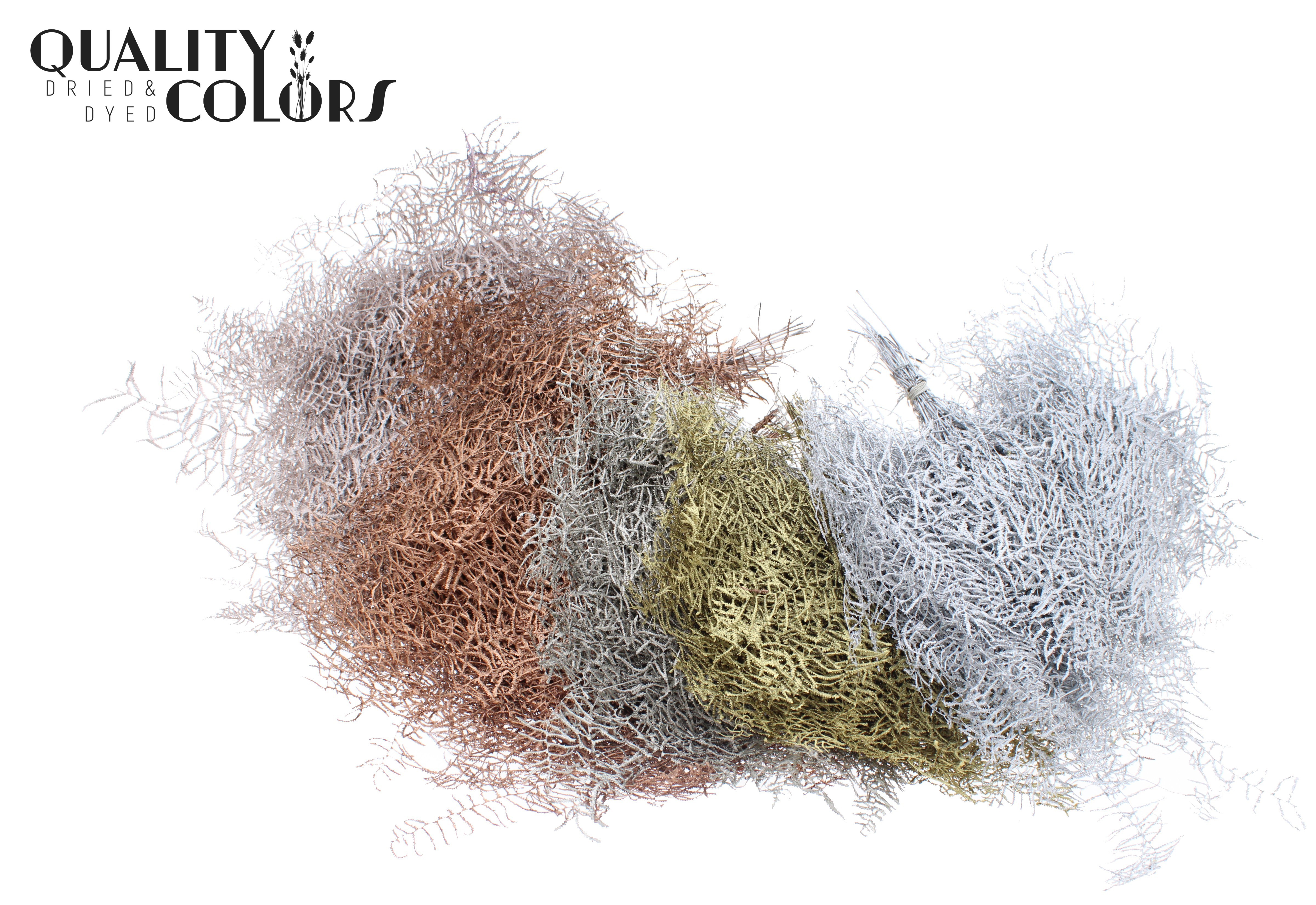 Gleichenia Mix Per Bunch