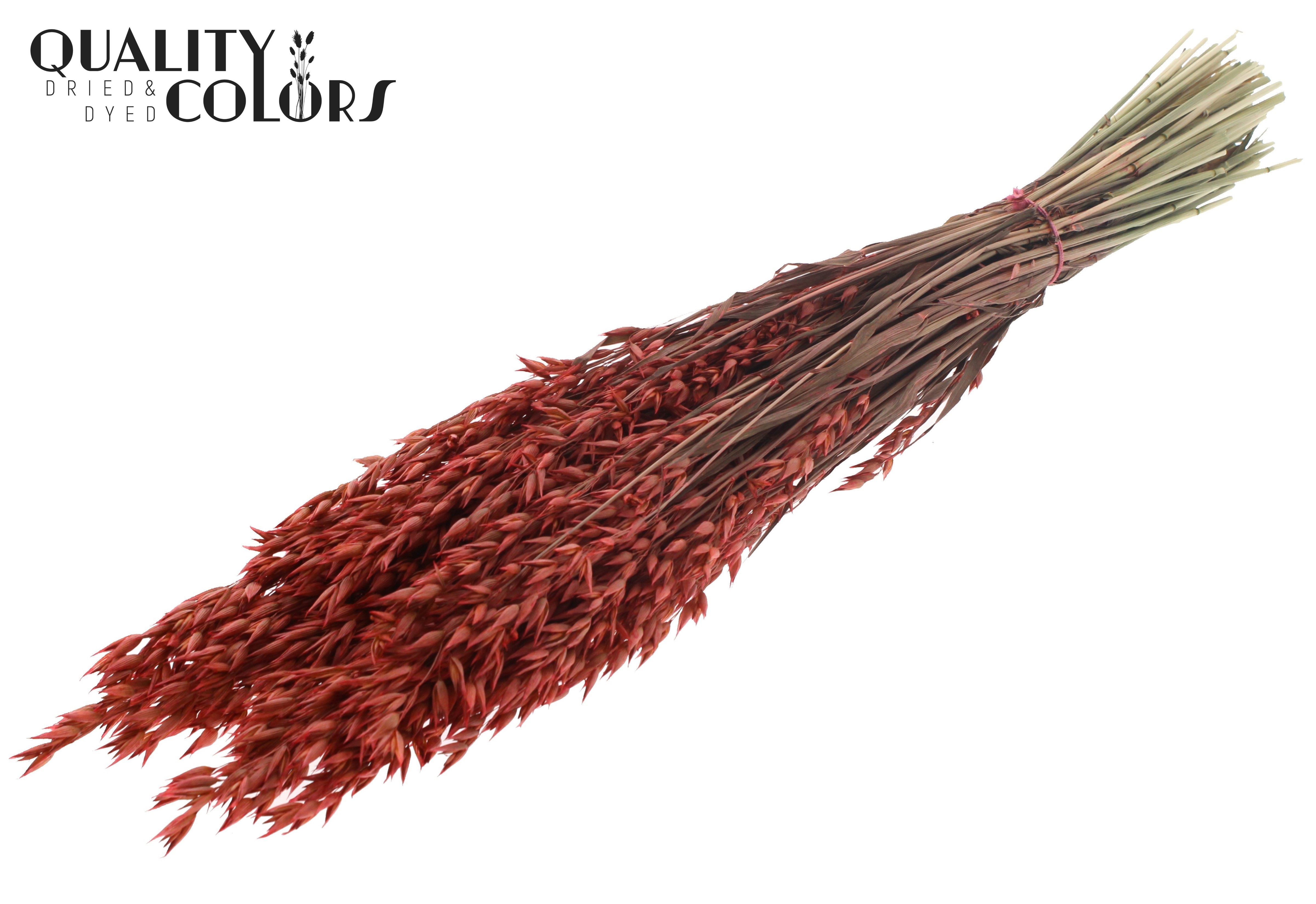 Avena Coral Per Bunch 60cm