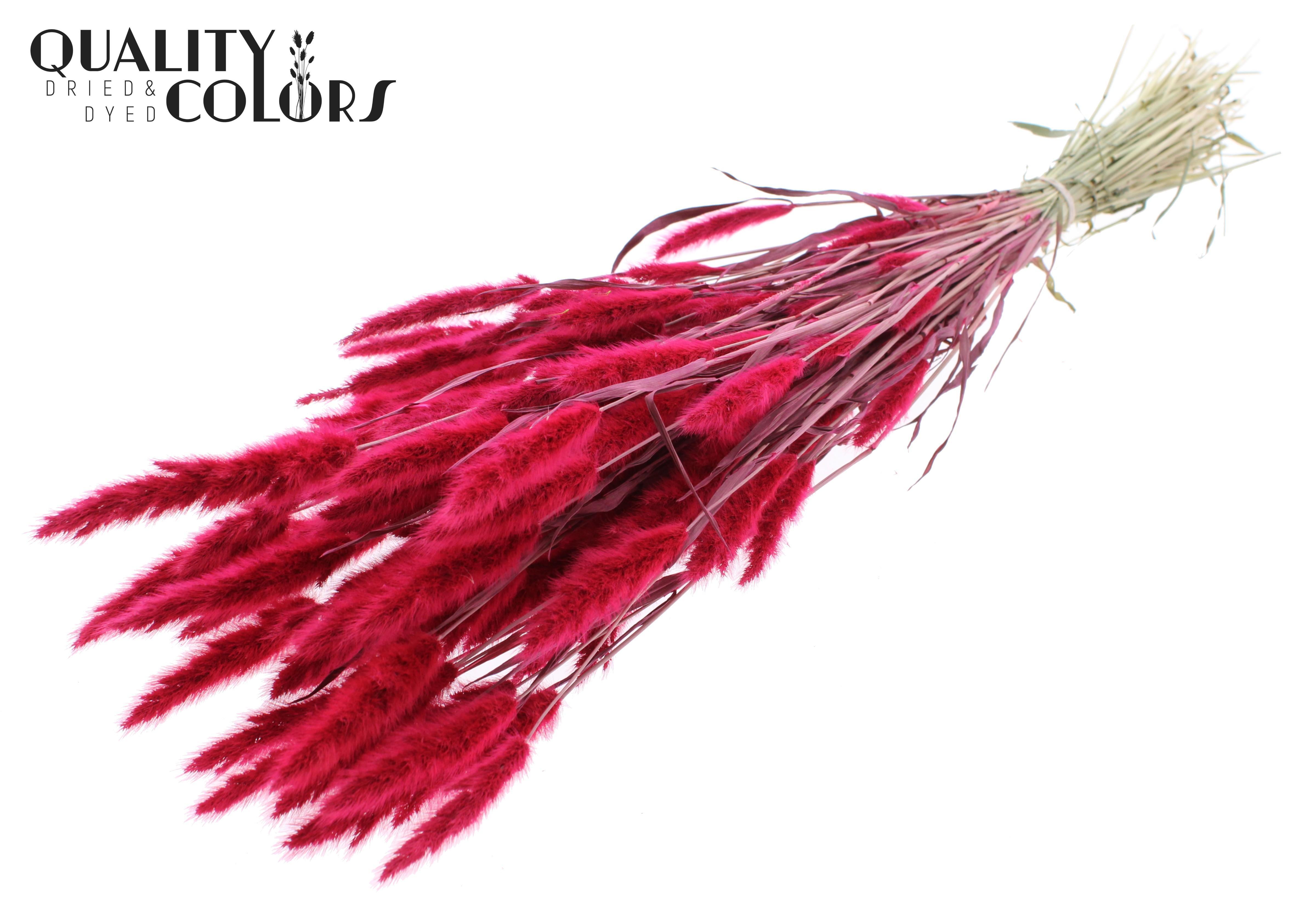 Polypogon Cerise Per Bunch 50cm