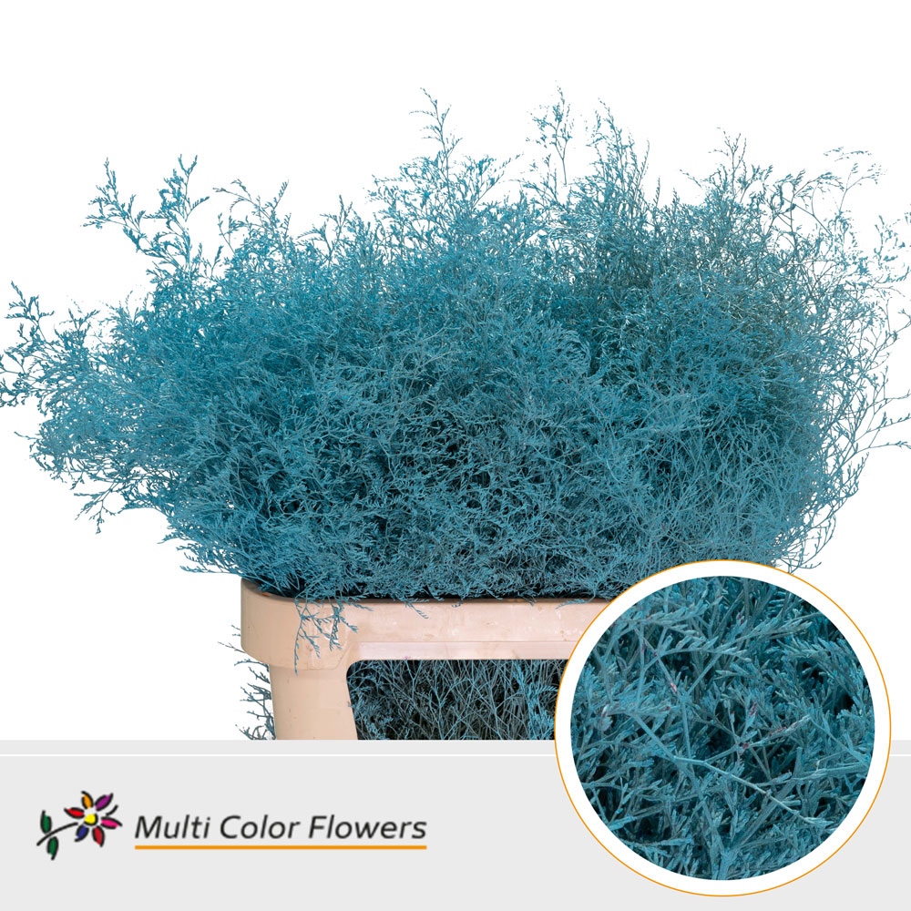 Limonium Painted Light Blue 90cm