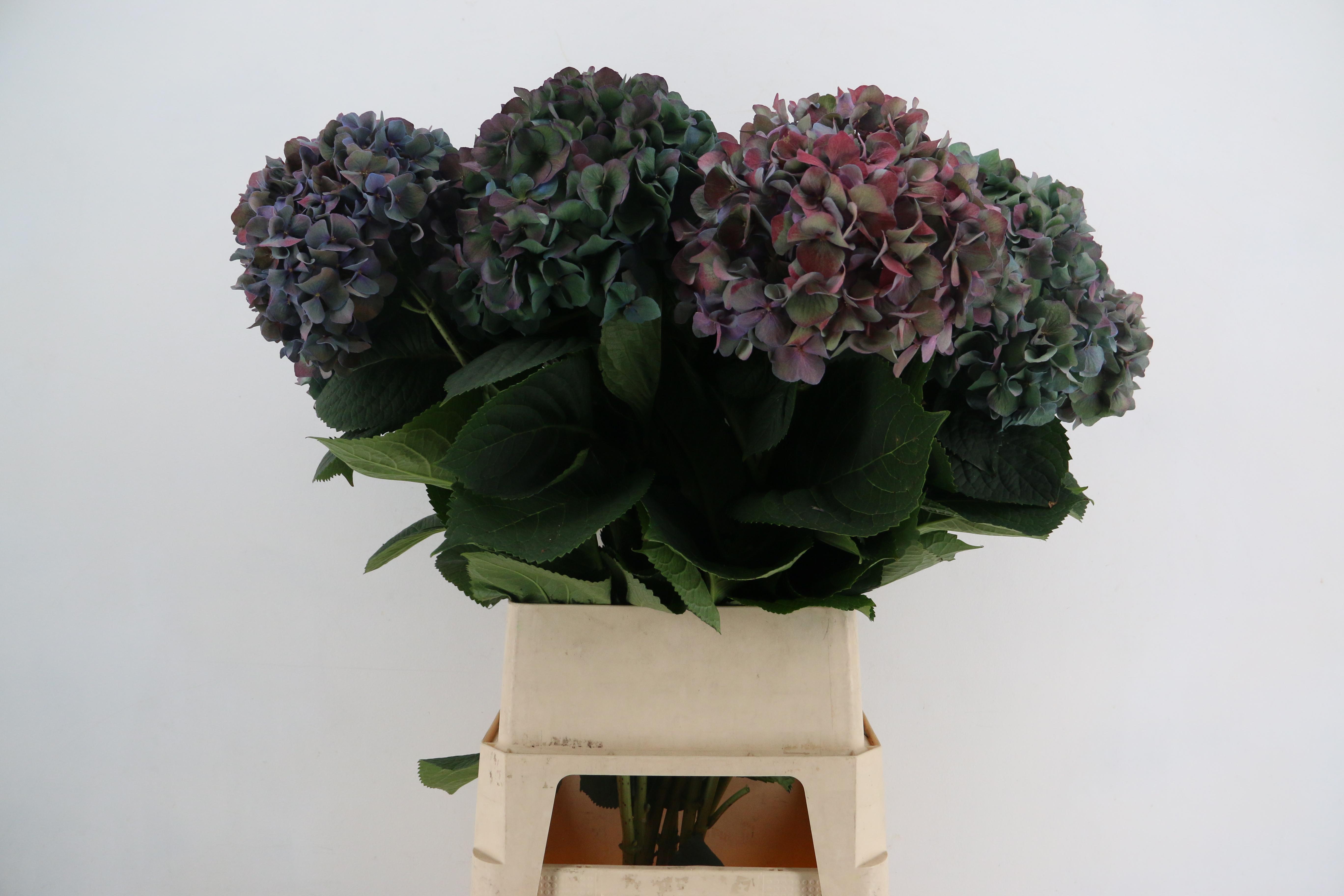 Hydrangea Pimpernel Classic 100cm 26-28cm Hd