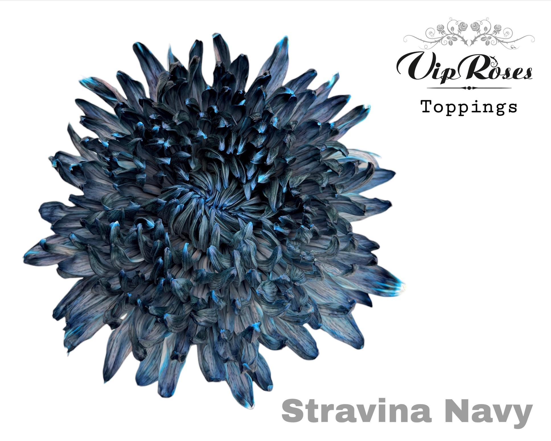 Chr G Stravina Navy 65 cm