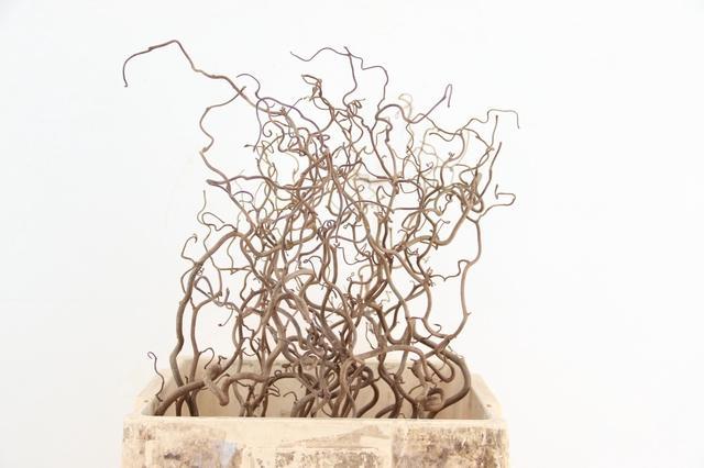 Corylus Contorta 60cm 2-year