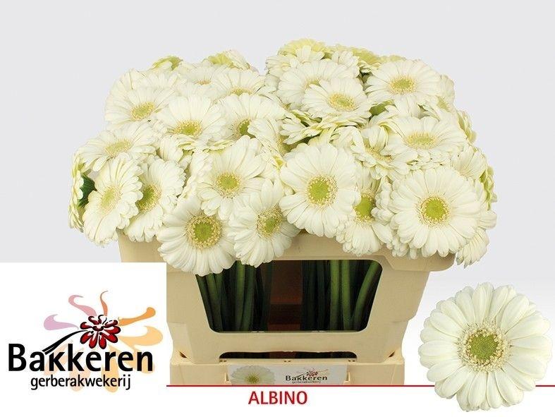 Ge Mi Albino