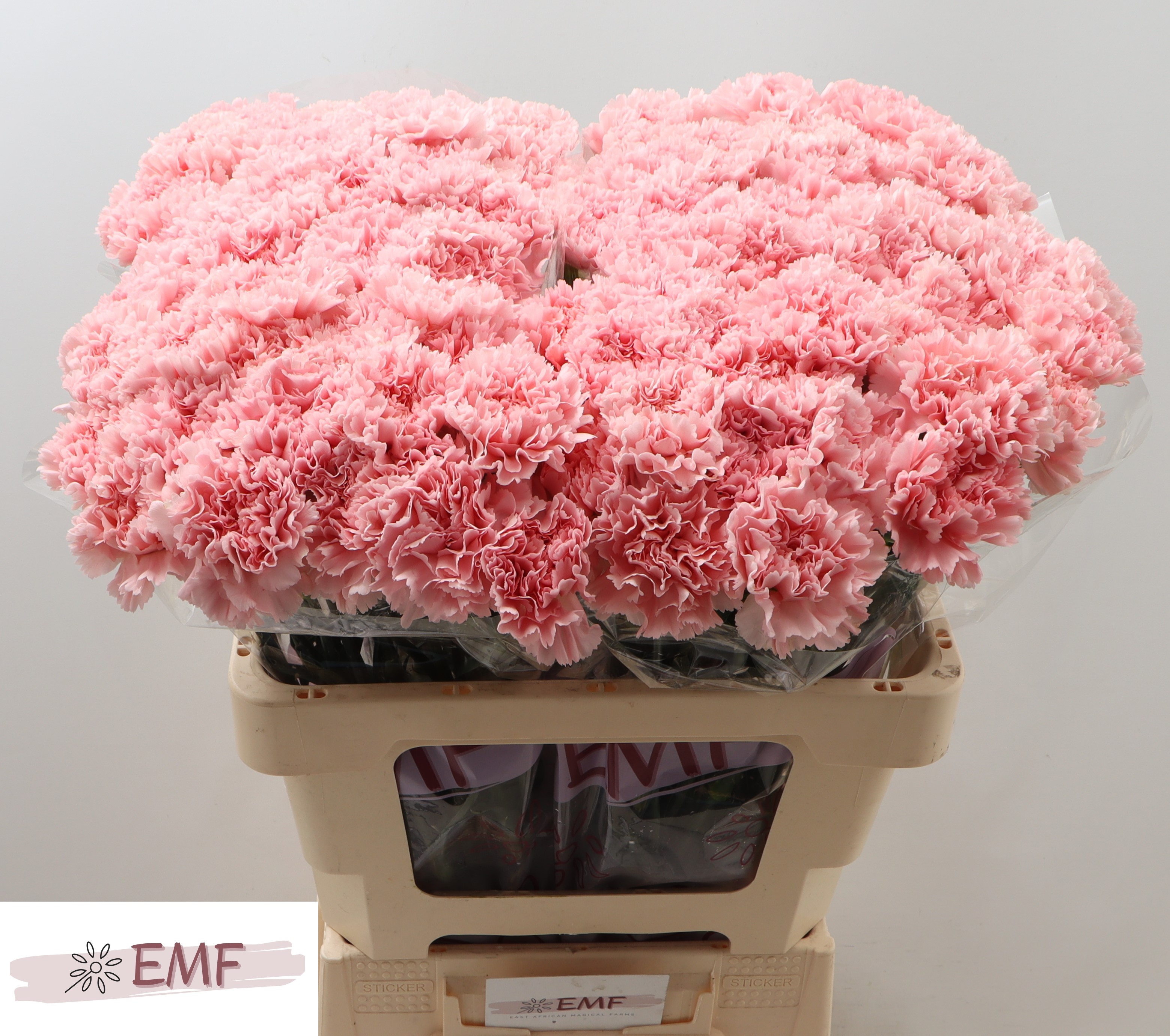 Dianthus St Jodie 60cm
