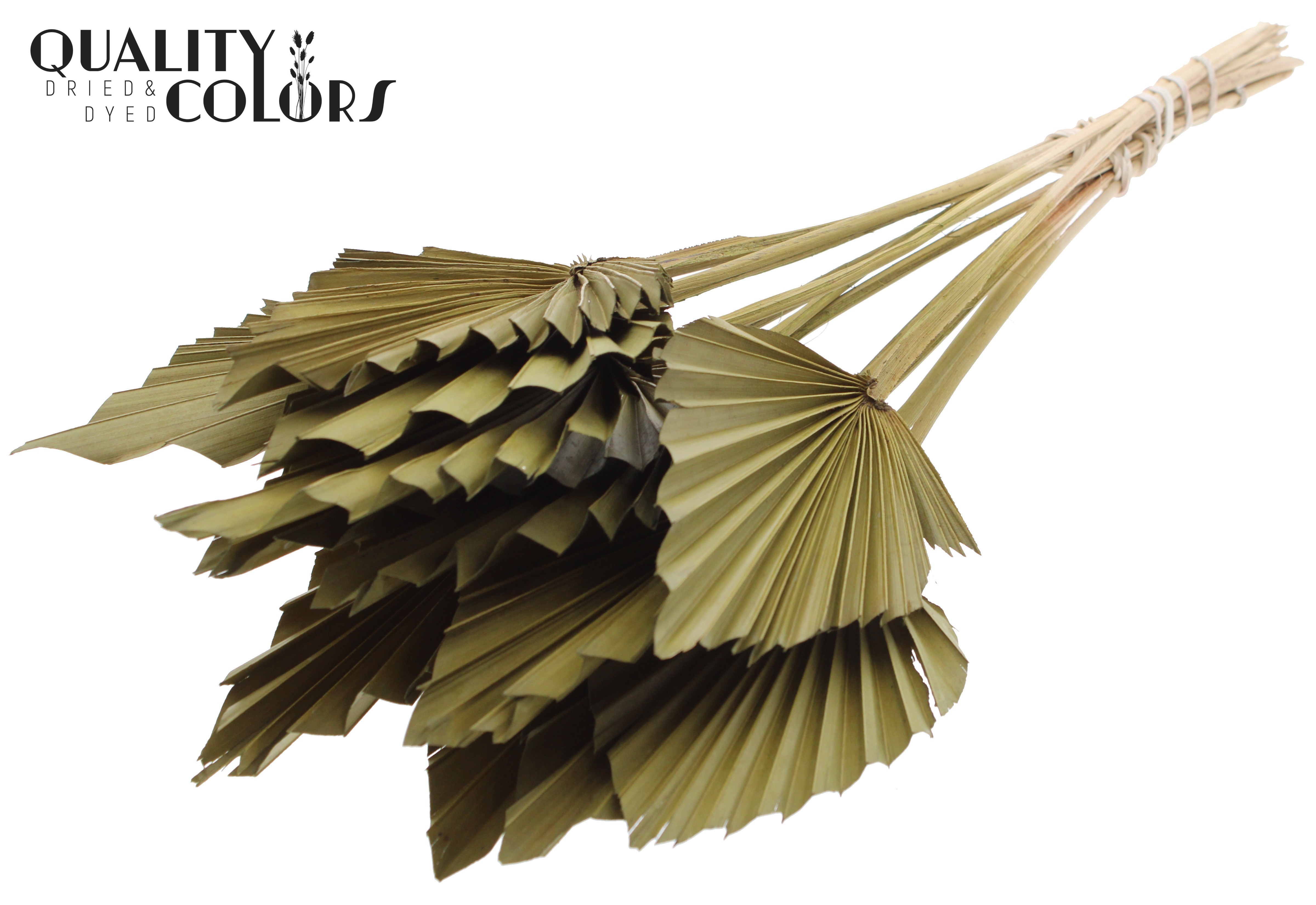 Palm Spear Olive 50cm