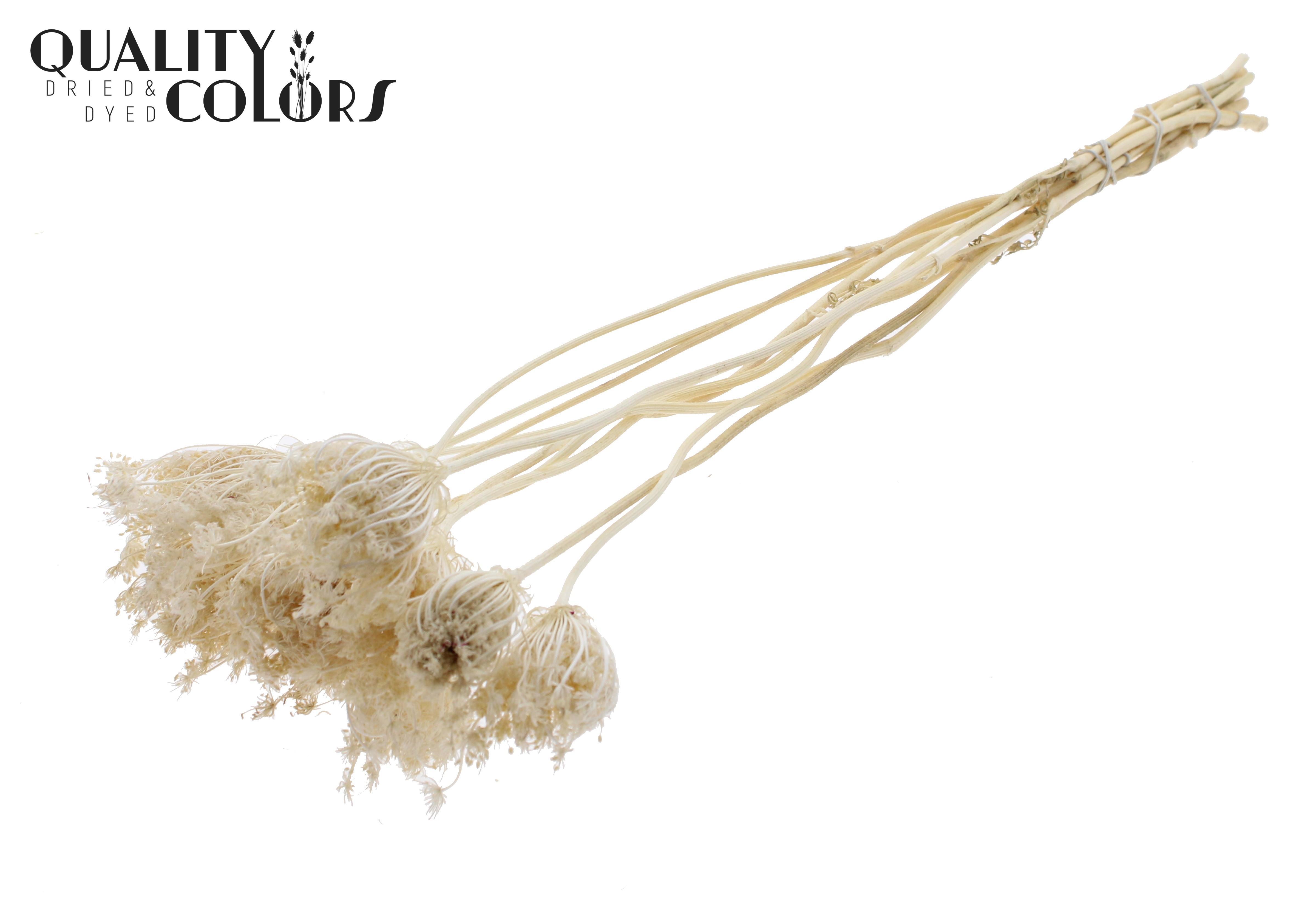 Ammi Majus Bleached Per Bunch 50cm