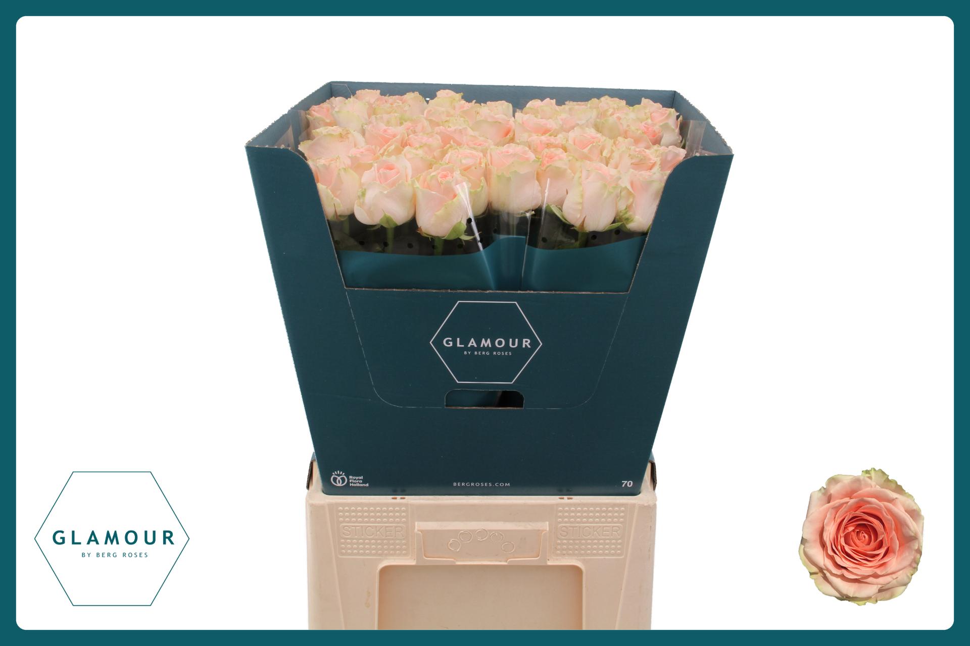 Rosa Doris Day 70cm