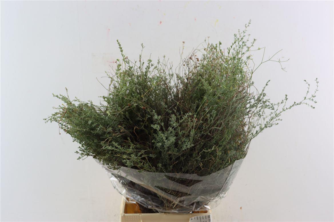 Thym Falso 200gr P Bunch