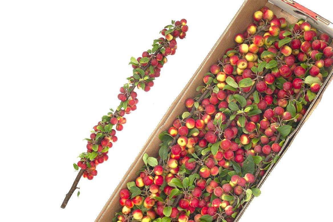 Malustak Red 80cm P Stem