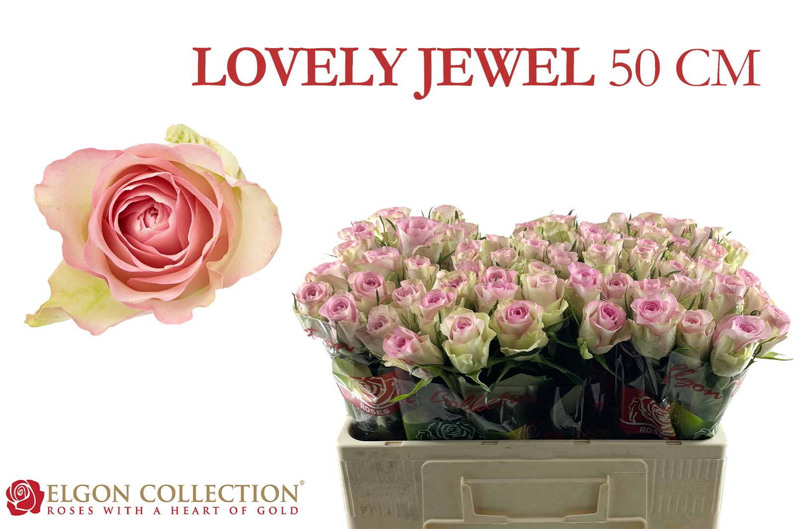 R Gr Lovely Jewel
