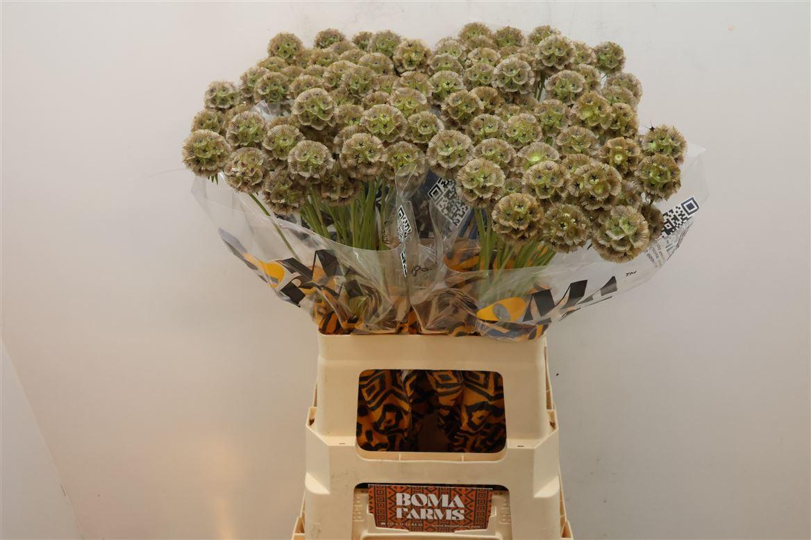 Scabiosa Stellata Zd