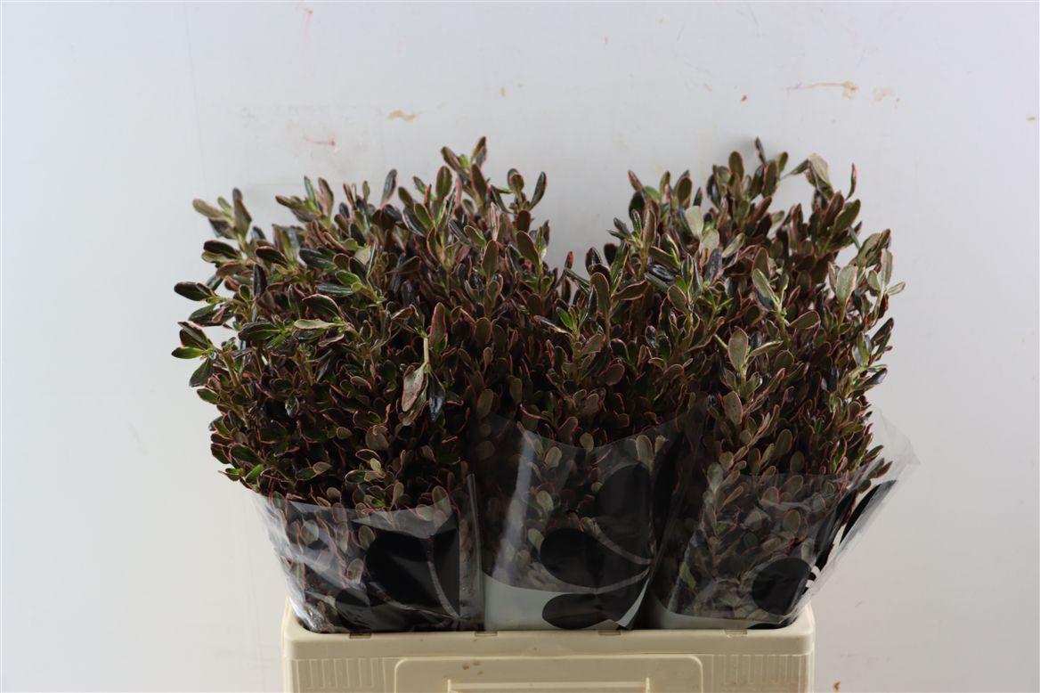 Coprosma Pink
