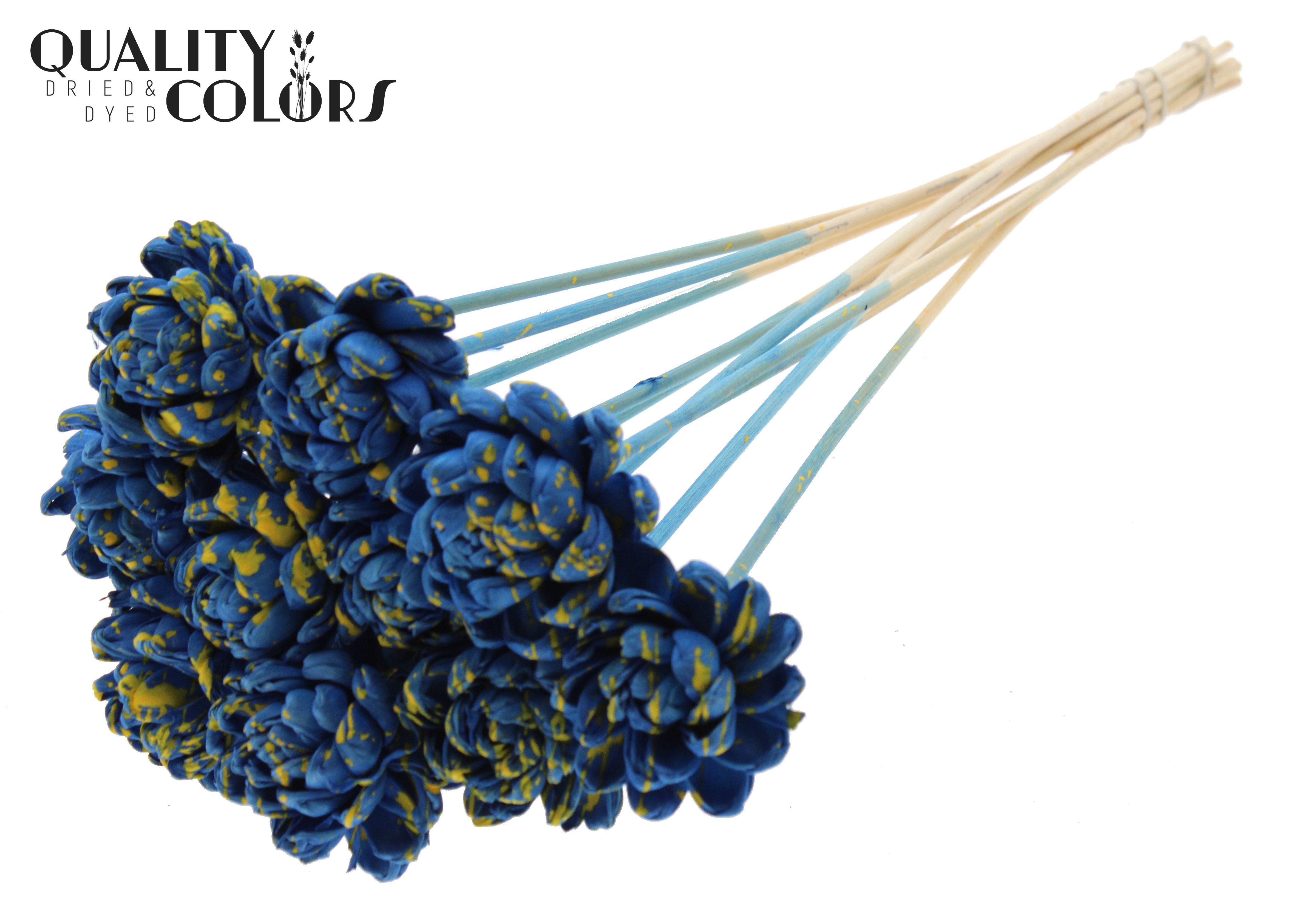 Shola New Beauty Rose Splashed Blue Yellow 50cm