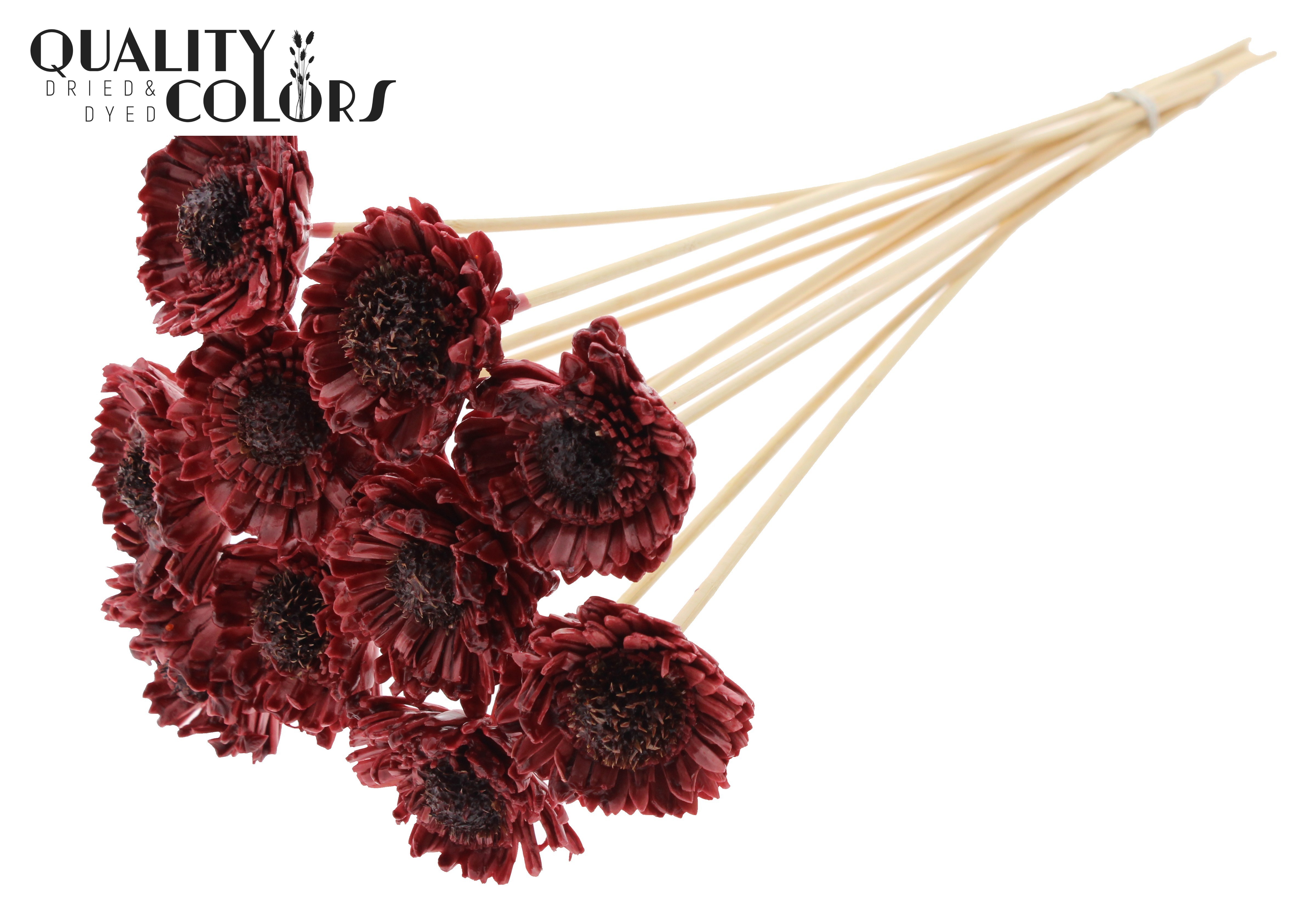 Shola Daisy Sunflower Wax Burgundy 50cm