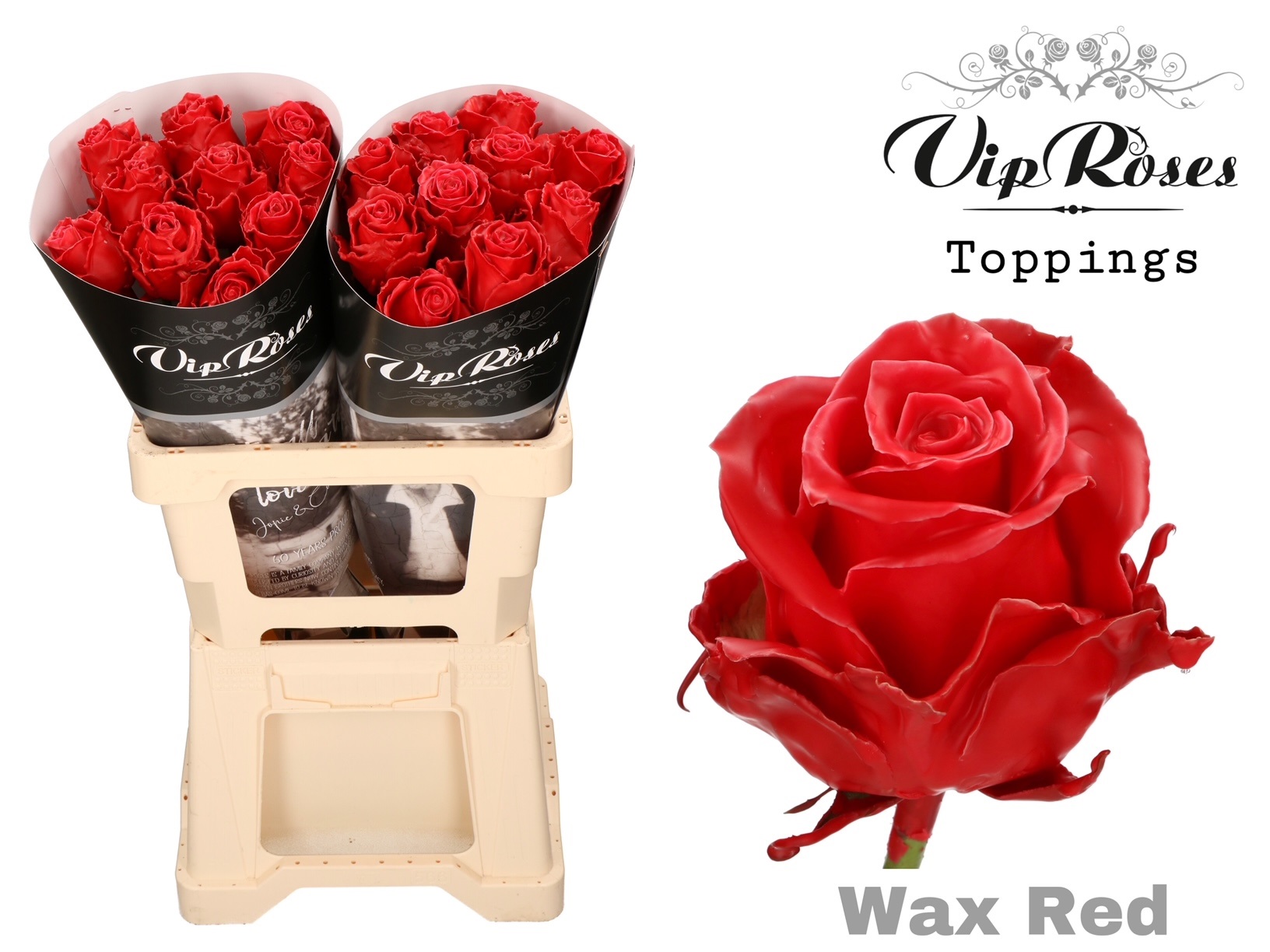 Rosa Waxed 60cm