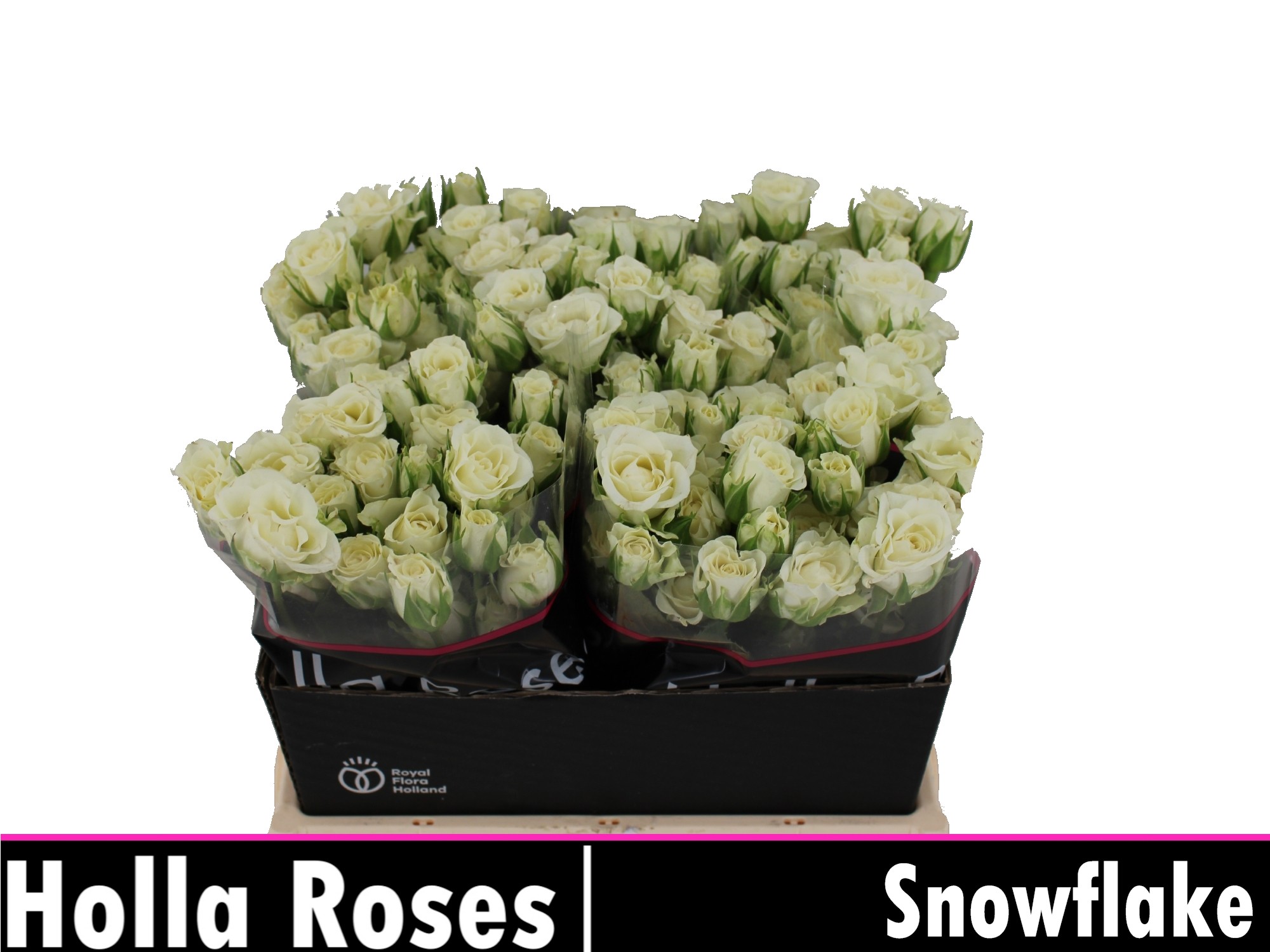 Rosa Spr Snowflake 40cm