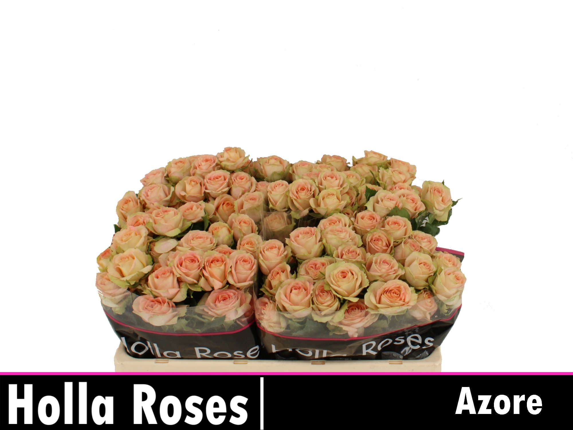 Rosa Spr Azore 50cm
