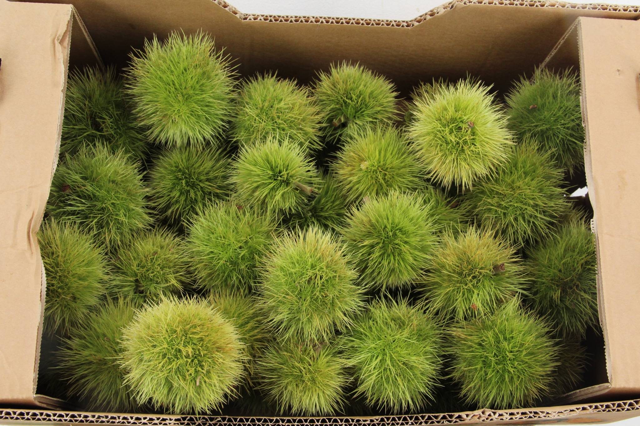 Castanea Sativa 8cm